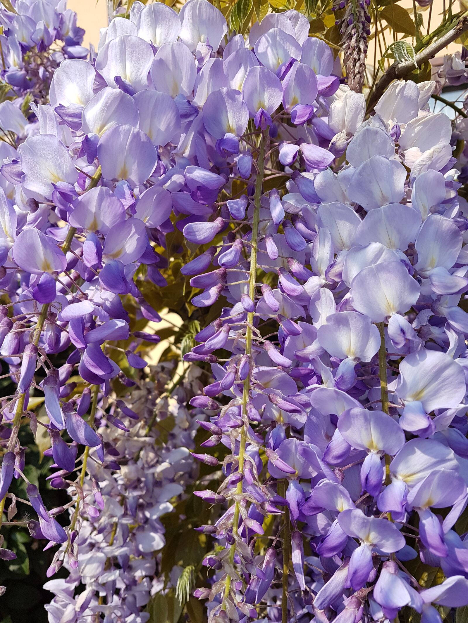 Samsung Galaxy S7 sample photo. Wisteria, violet, flowers photography