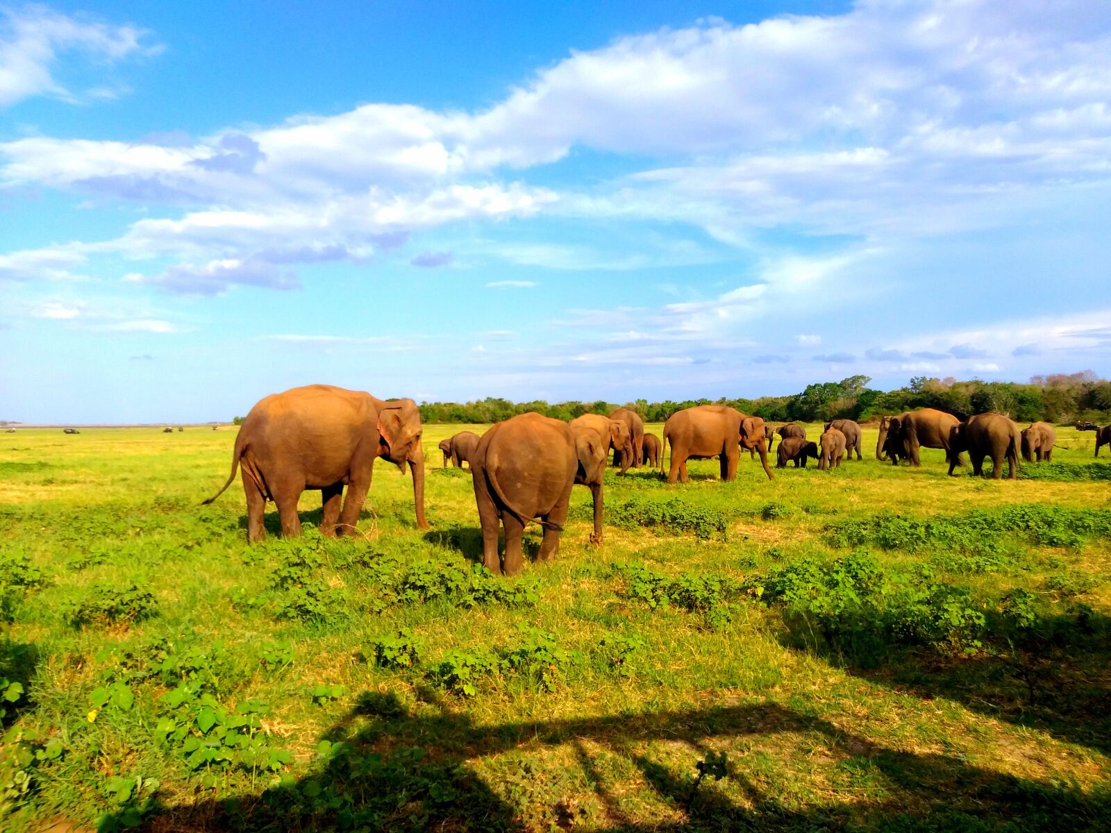 Samsung Galaxy A6+ sample photo. Sri lanka, elephant gathering photography
