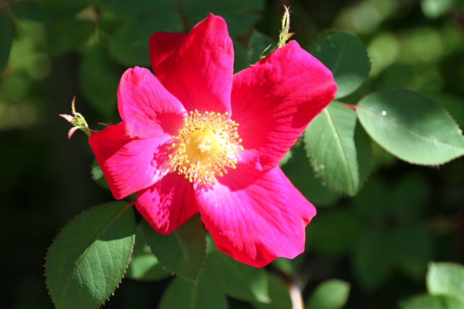 Canon EOS 7D sample photo. Stock rose, red, blossom photography