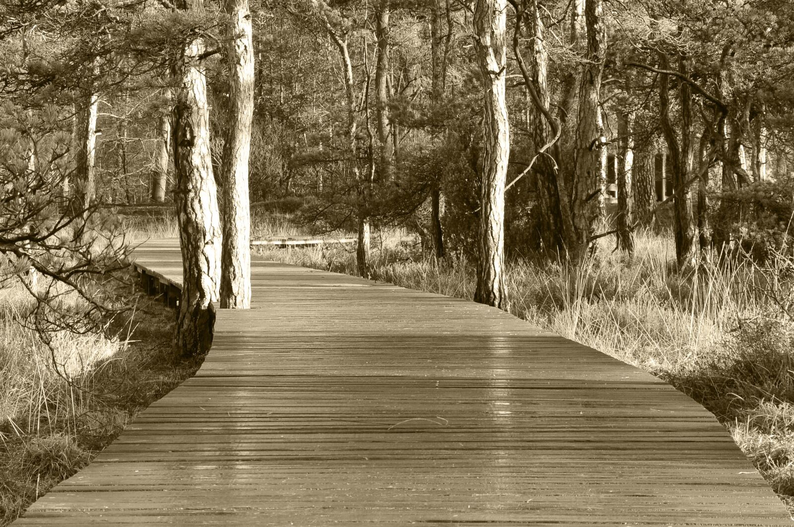 Nikon D300 sample photo. Wood, nature, tree photography