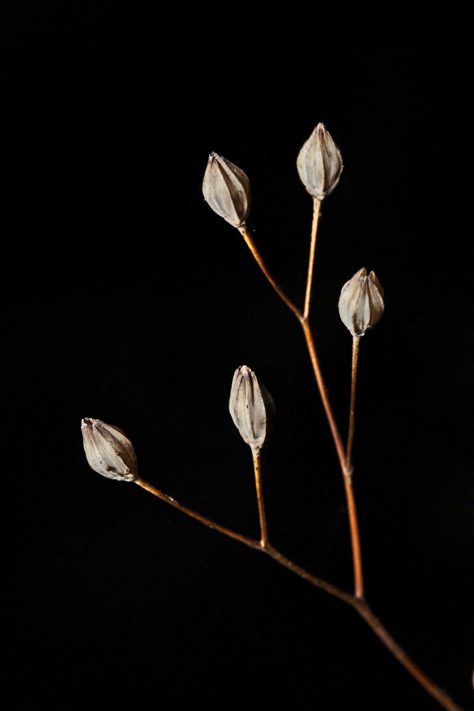 Canon EF 100mm F2.8L Macro IS USM sample photo. Forest, macro, close up photography