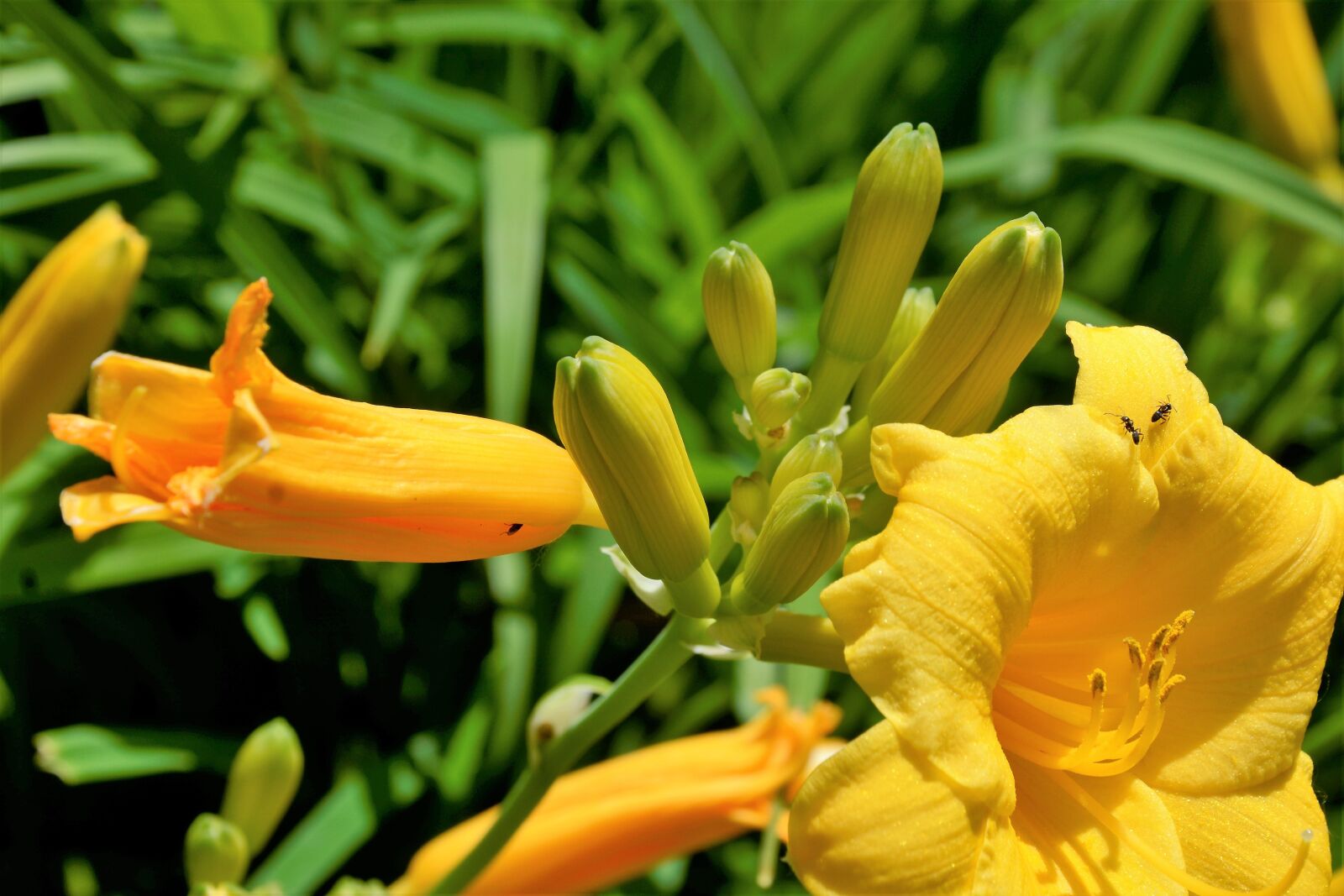 Nikon D7100 sample photo. Flowers, lily flowers, closeup photography