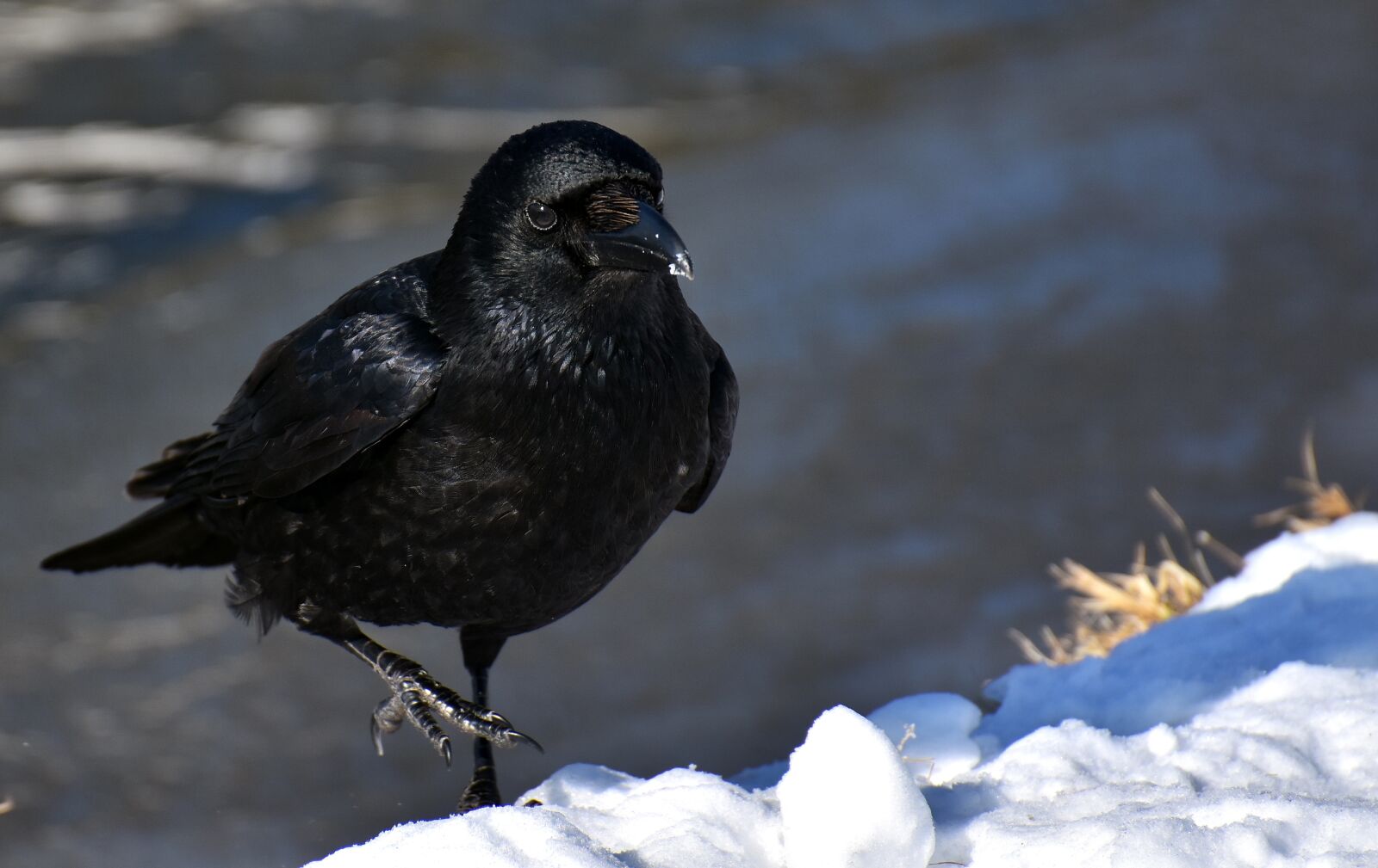 Nikon D7200 sample photo. Common raven, raven, snow photography