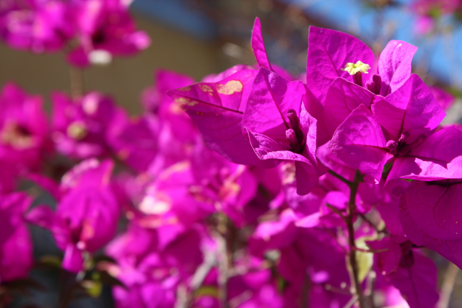 Canon EOS 600D (Rebel EOS T3i / EOS Kiss X5) sample photo. Bugambilia, flower photography