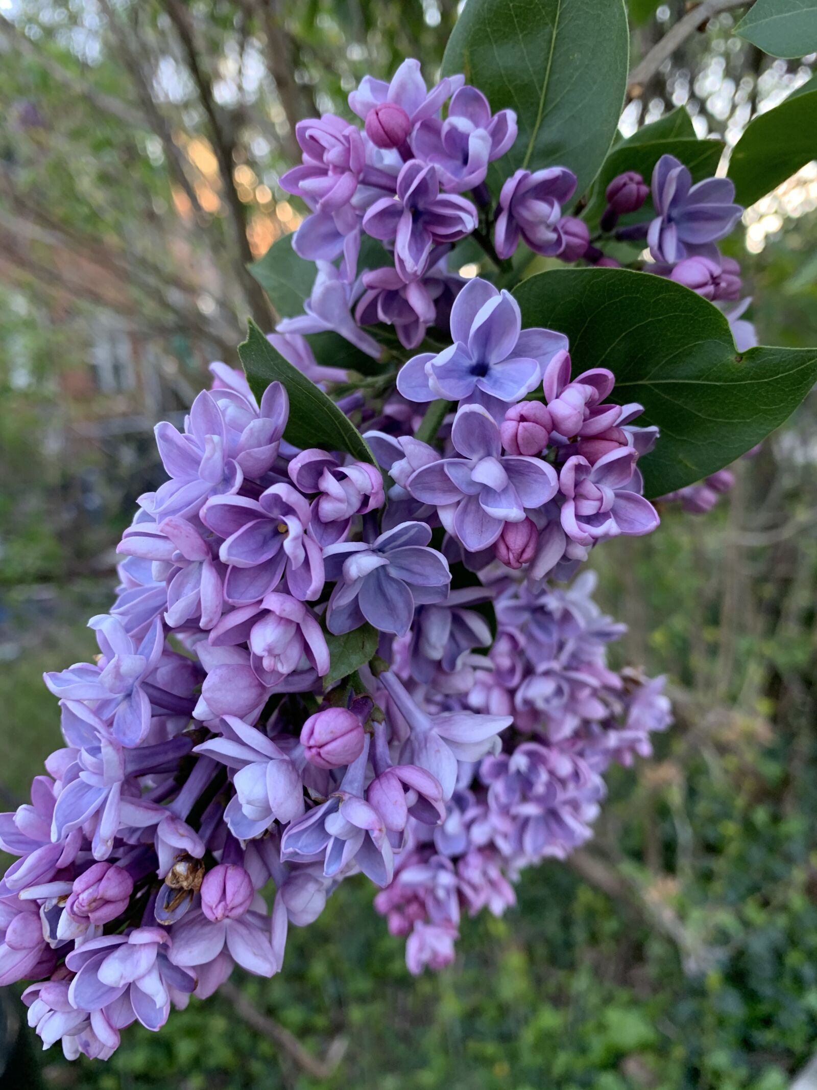 iPhone XS Max back dual camera 4.25mm f/1.8 sample photo. Purple, lilac, spring photography