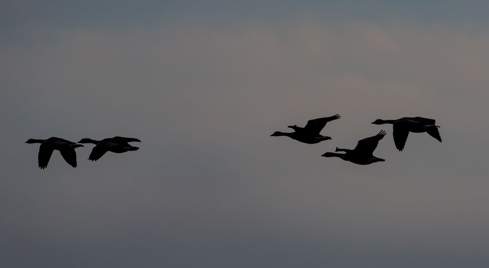 Canon EOS 7D Mark II sample photo. Geese in flight, sunrise photography