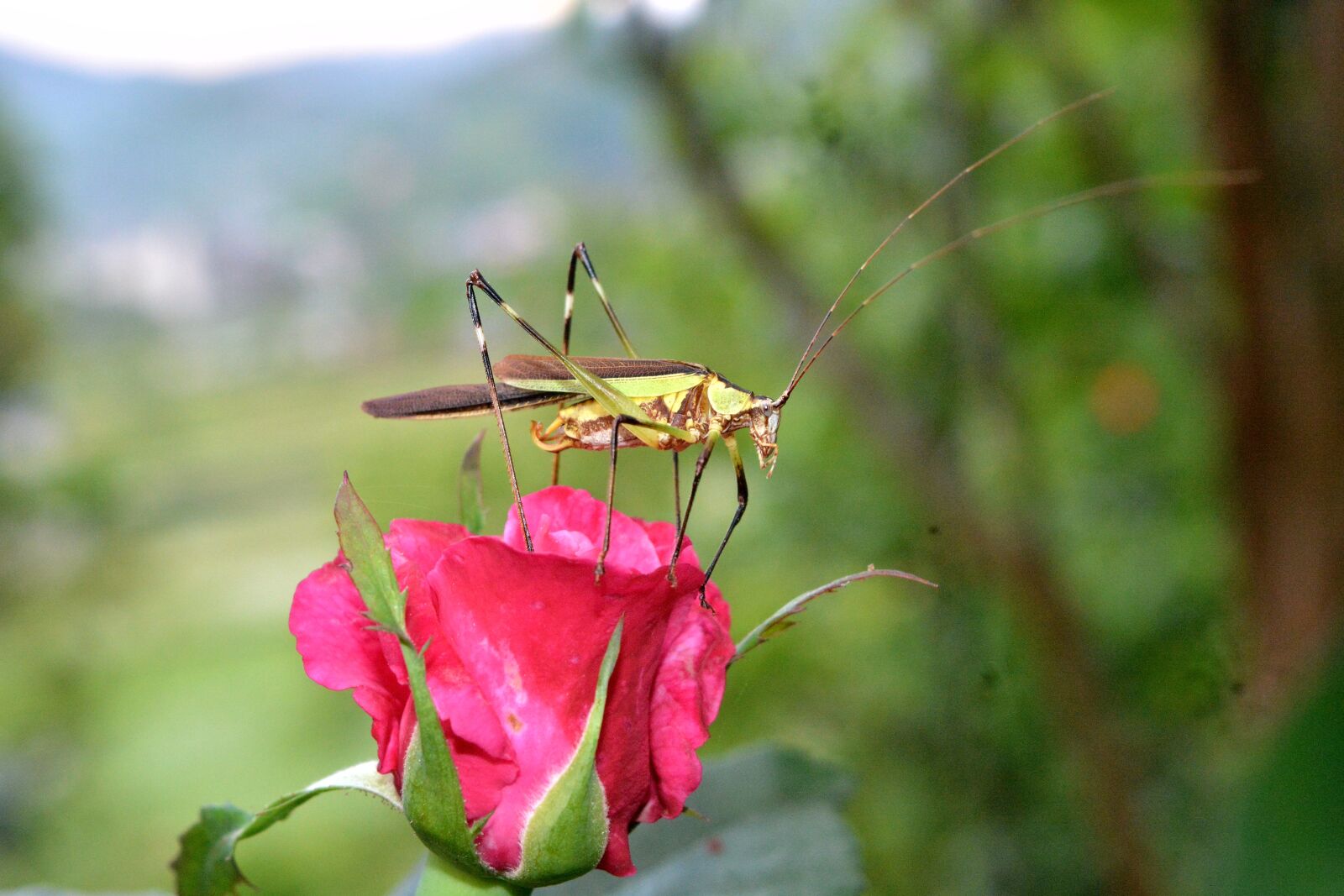 Nikon D5200 sample photo. Grasshopper, rose, insect photography