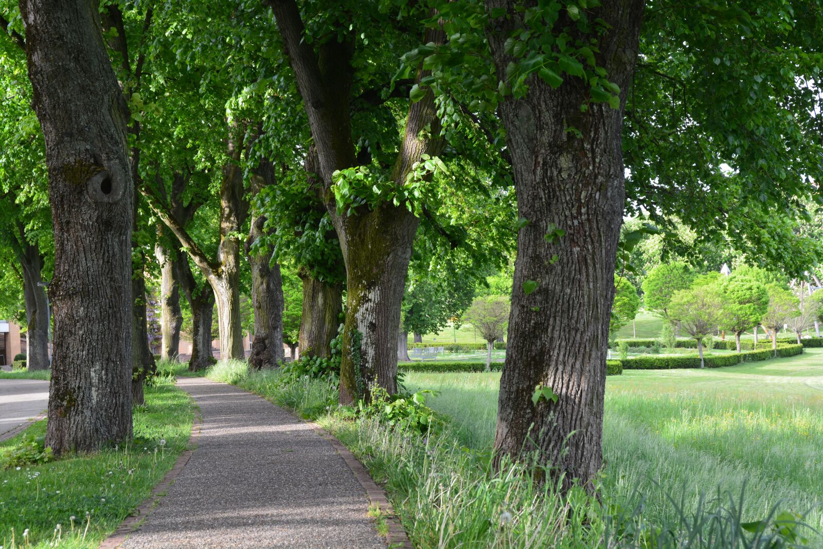 Nikon D7100 sample photo. Park, lindenallee, trees photography