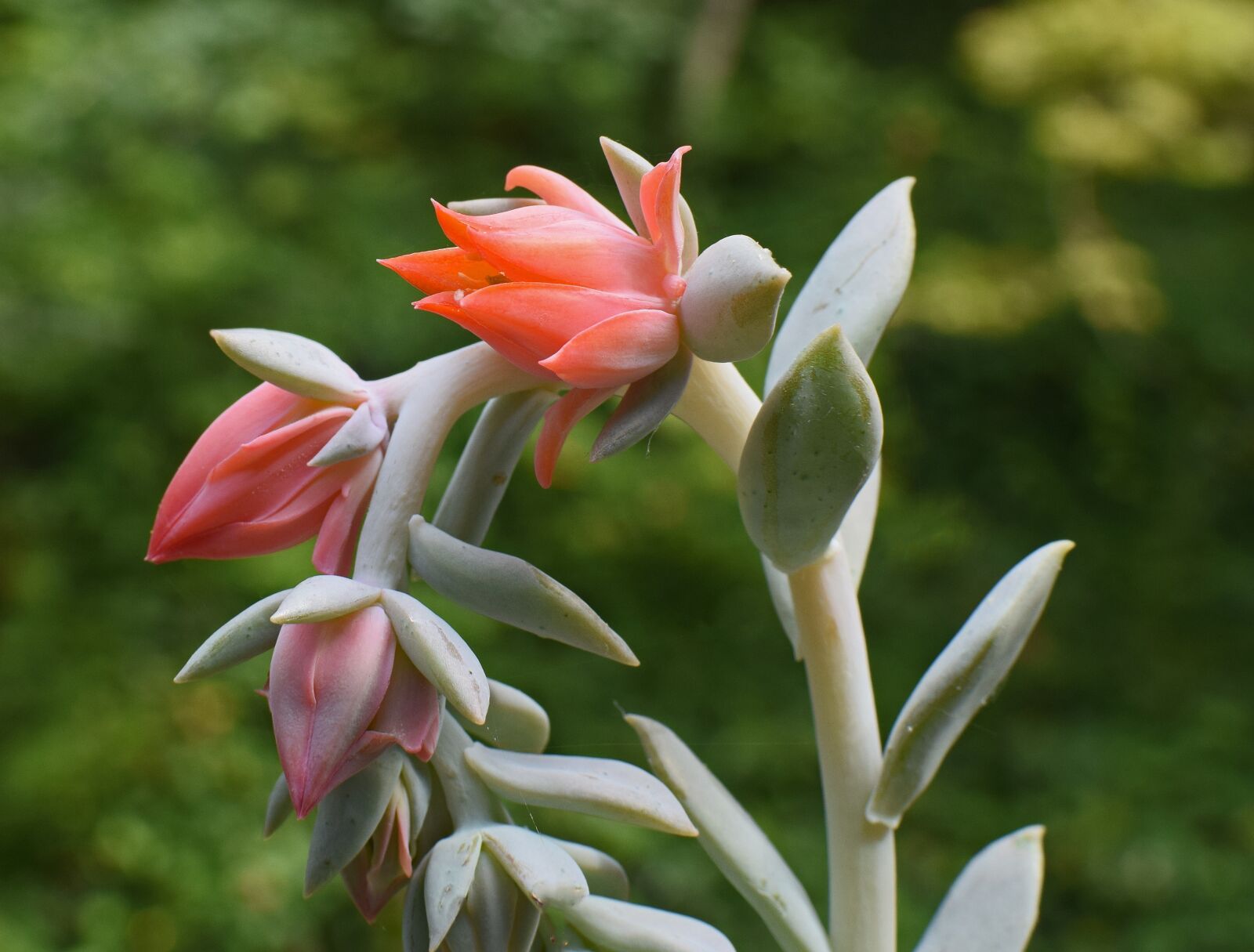 Nikon D3300 sample photo. Newly-opened, echeveria flower, succulent photography