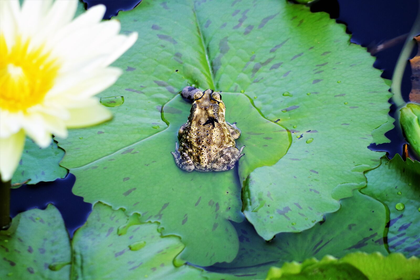 Pentax K-S2 sample photo. Frog, summer, water lily photography