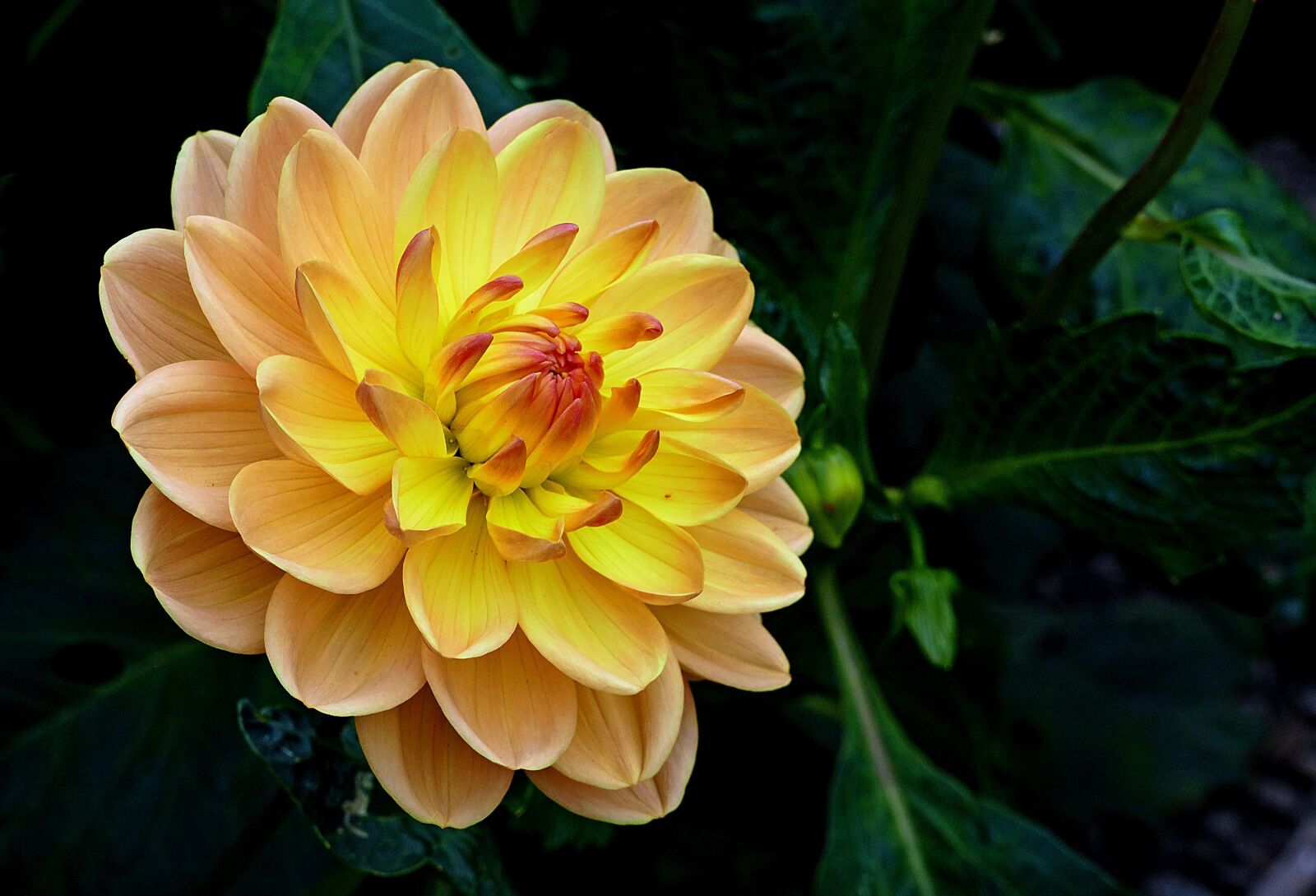 Panasonic Lumix DMC-FZ1000 sample photo. Dahlia, flower, macro photography