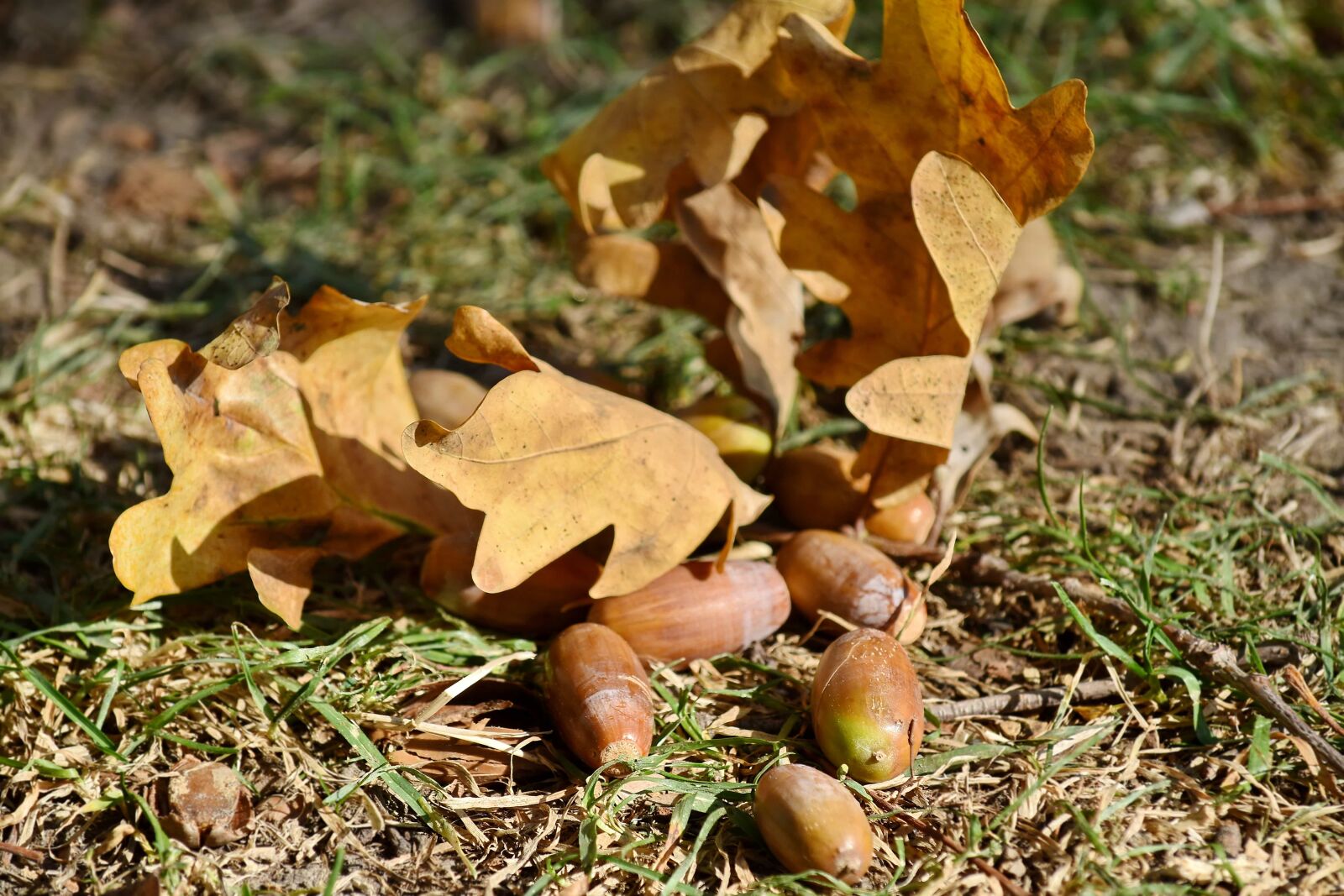 Nikon D5500 sample photo. Acorn, autumn season, organism photography