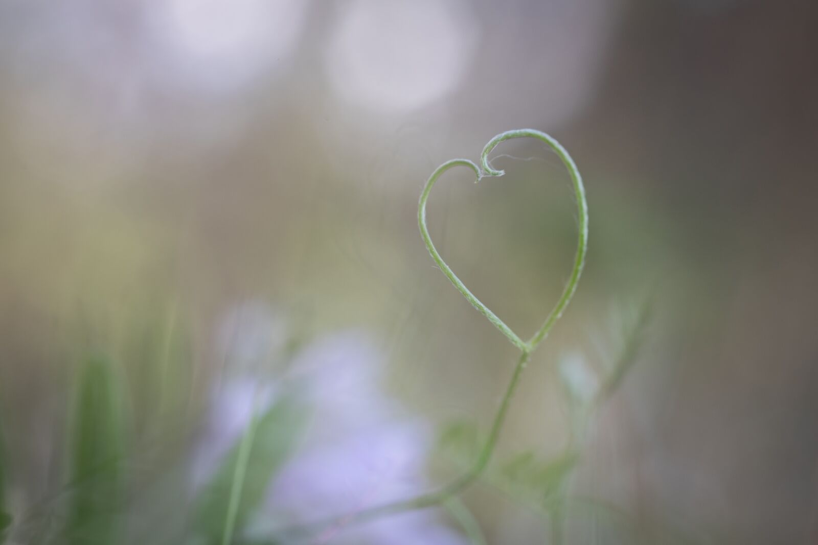 Canon EOS 6D Mark II sample photo. Heart, valentine, grass photography