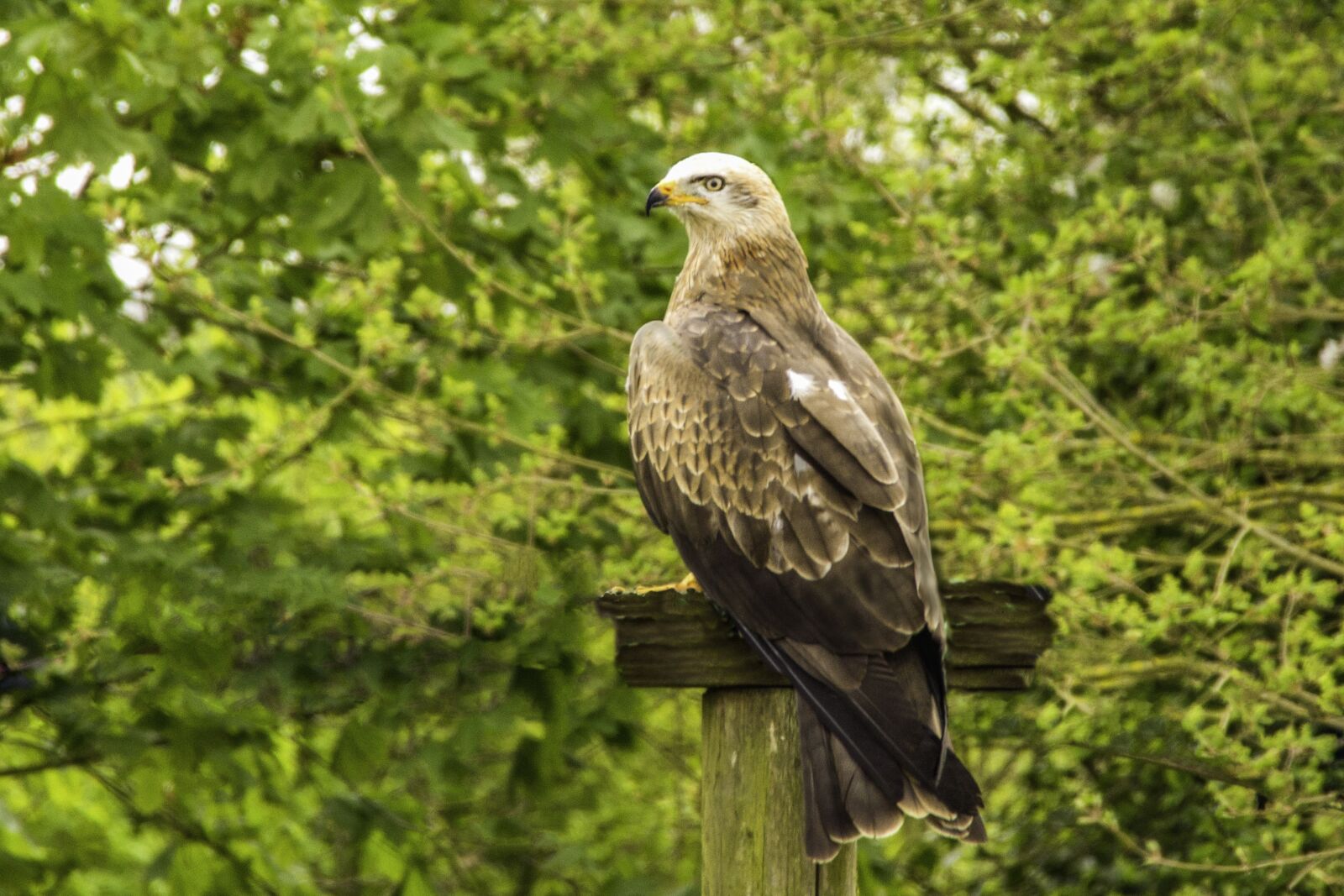 Canon EOS 60D sample photo. Bird, wildlife, hawk conservancy photography