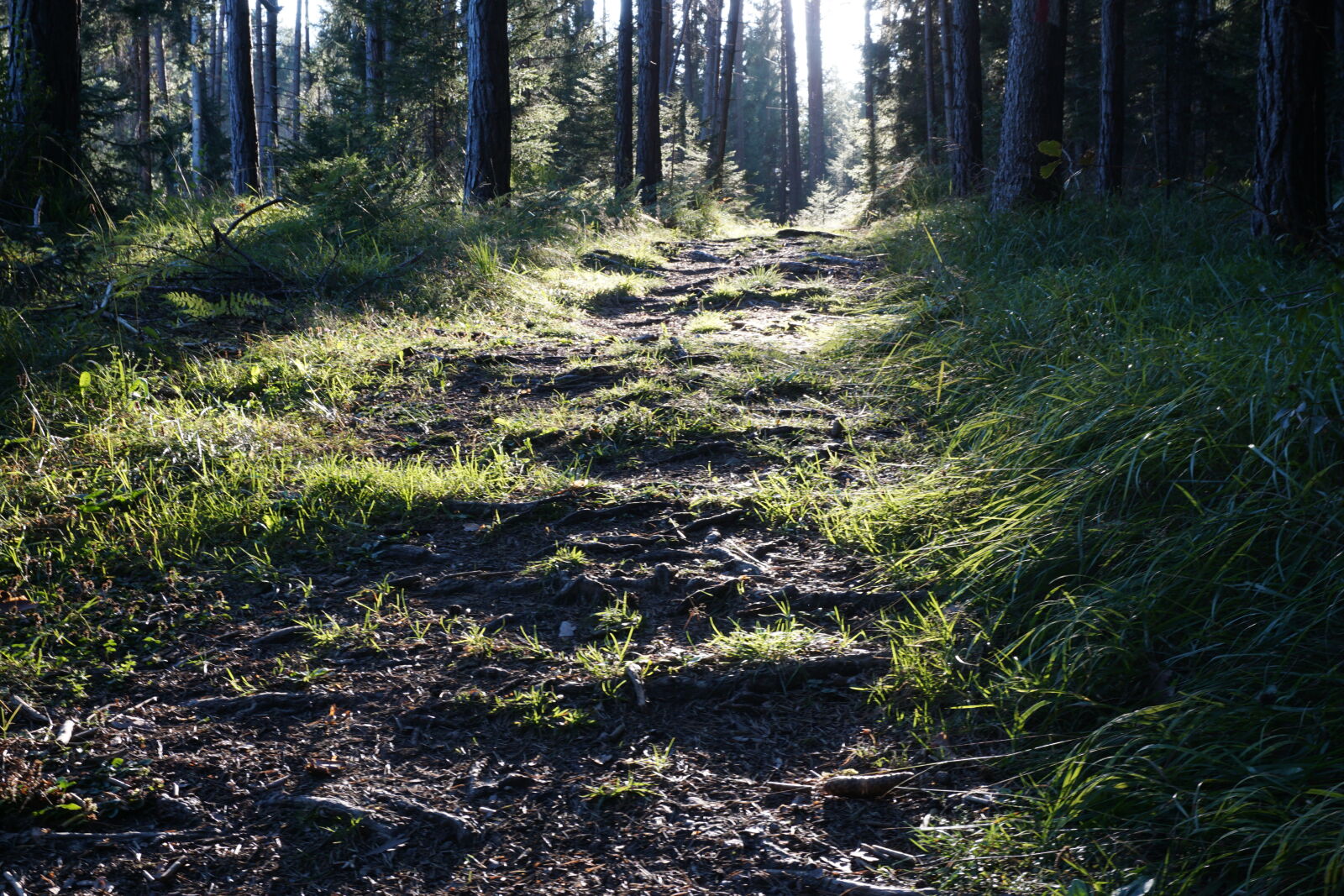 Sony E 16-50mm F3.5-5.6 PZ OSS sample photo. Forest photography