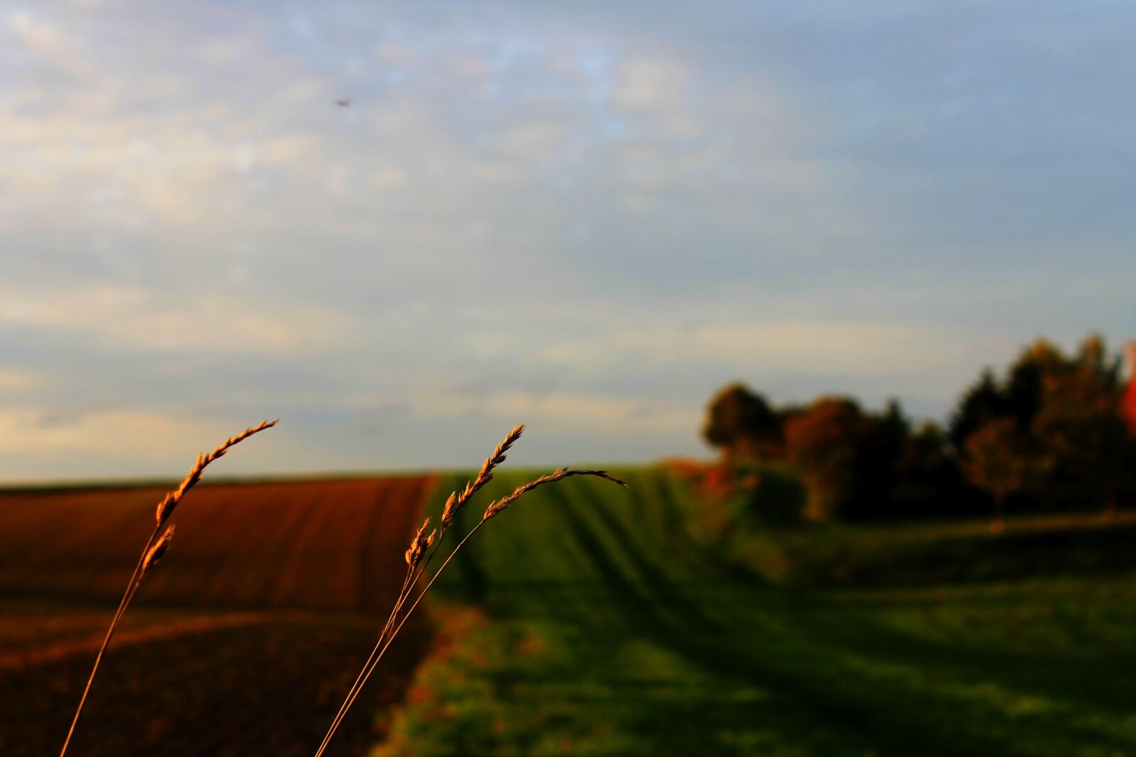 Canon EOS 1100D (EOS Rebel T3 / EOS Kiss X50) sample photo. Landscape, field, nature photography
