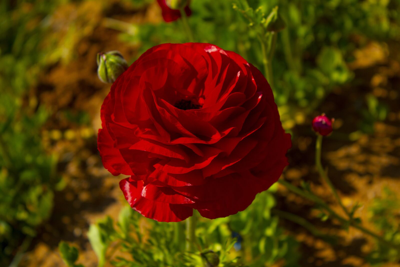 Canon EOS 1300D (EOS Rebel T6 / EOS Kiss X80) sample photo. Rosa, red, roses photography