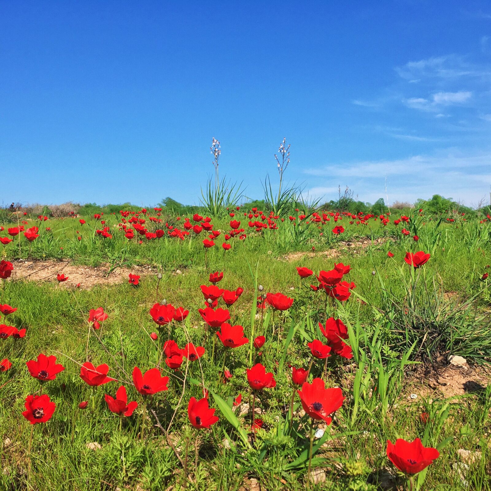 Apple iPhone 6s sample photo. Blossoms, desert, red, red photography