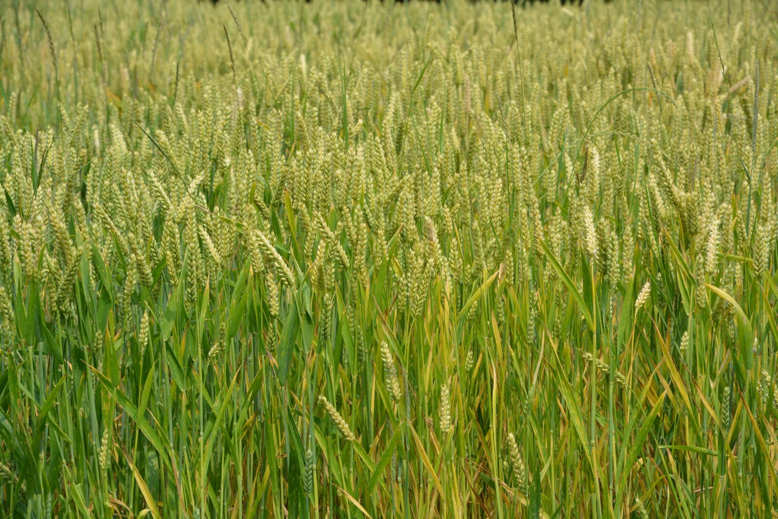 Nikon D5200 sample photo. Wheats, cereals, spikes photography