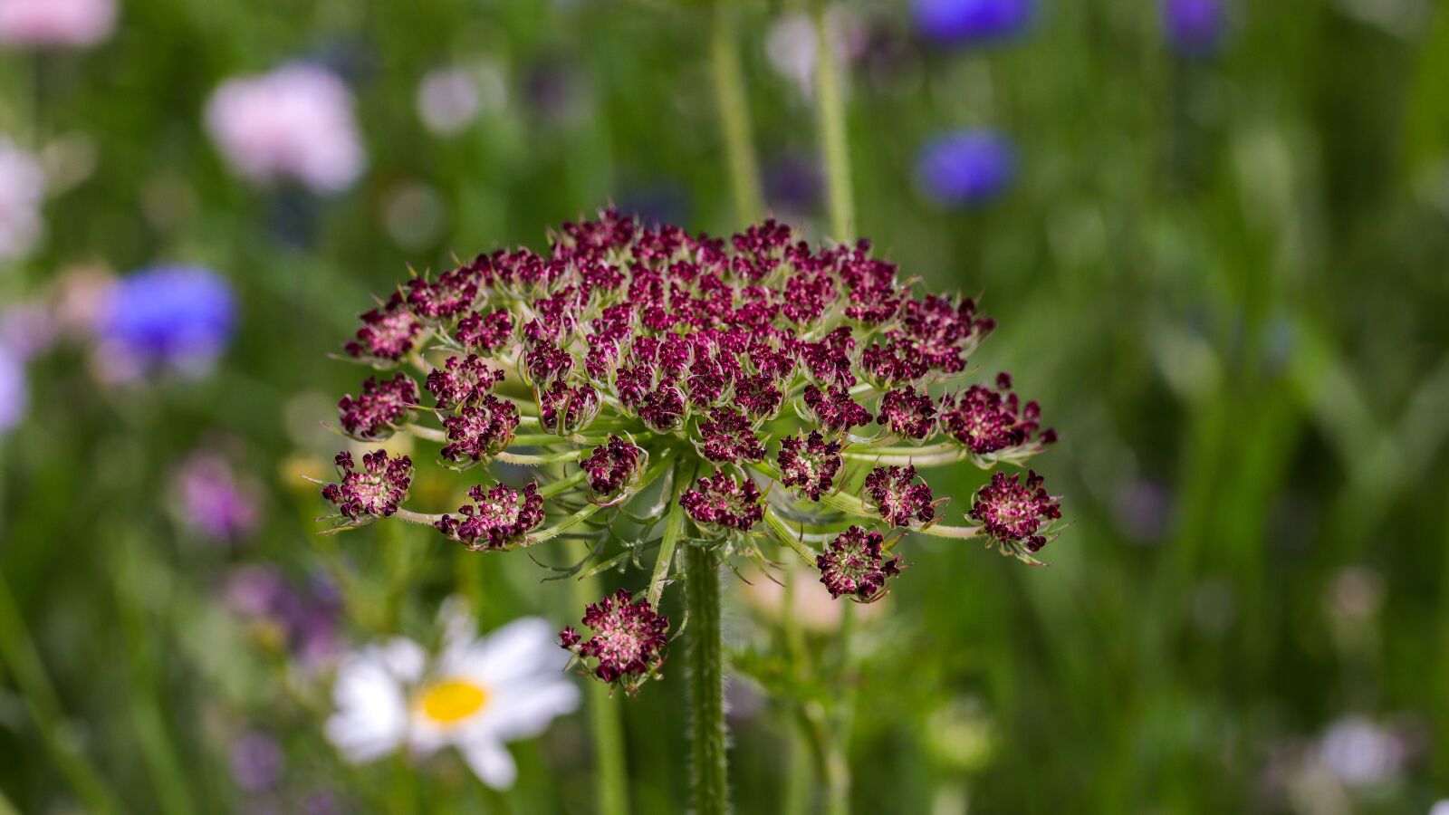 Canon EOS 6D Mark II sample photo. Red flower, yarrow, red photography