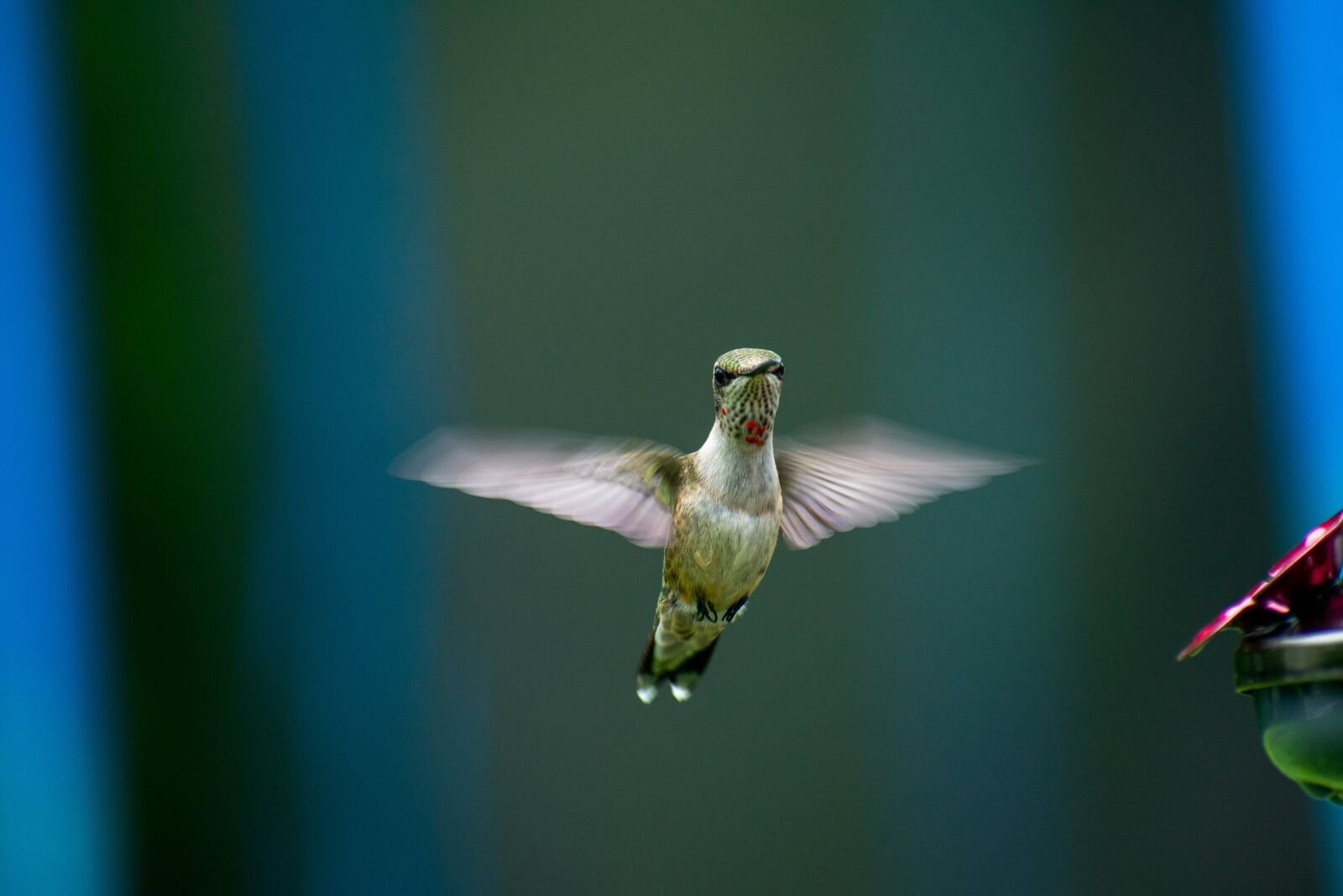 Nikon D3400 sample photo. Bird, nature, hummingbird photography
