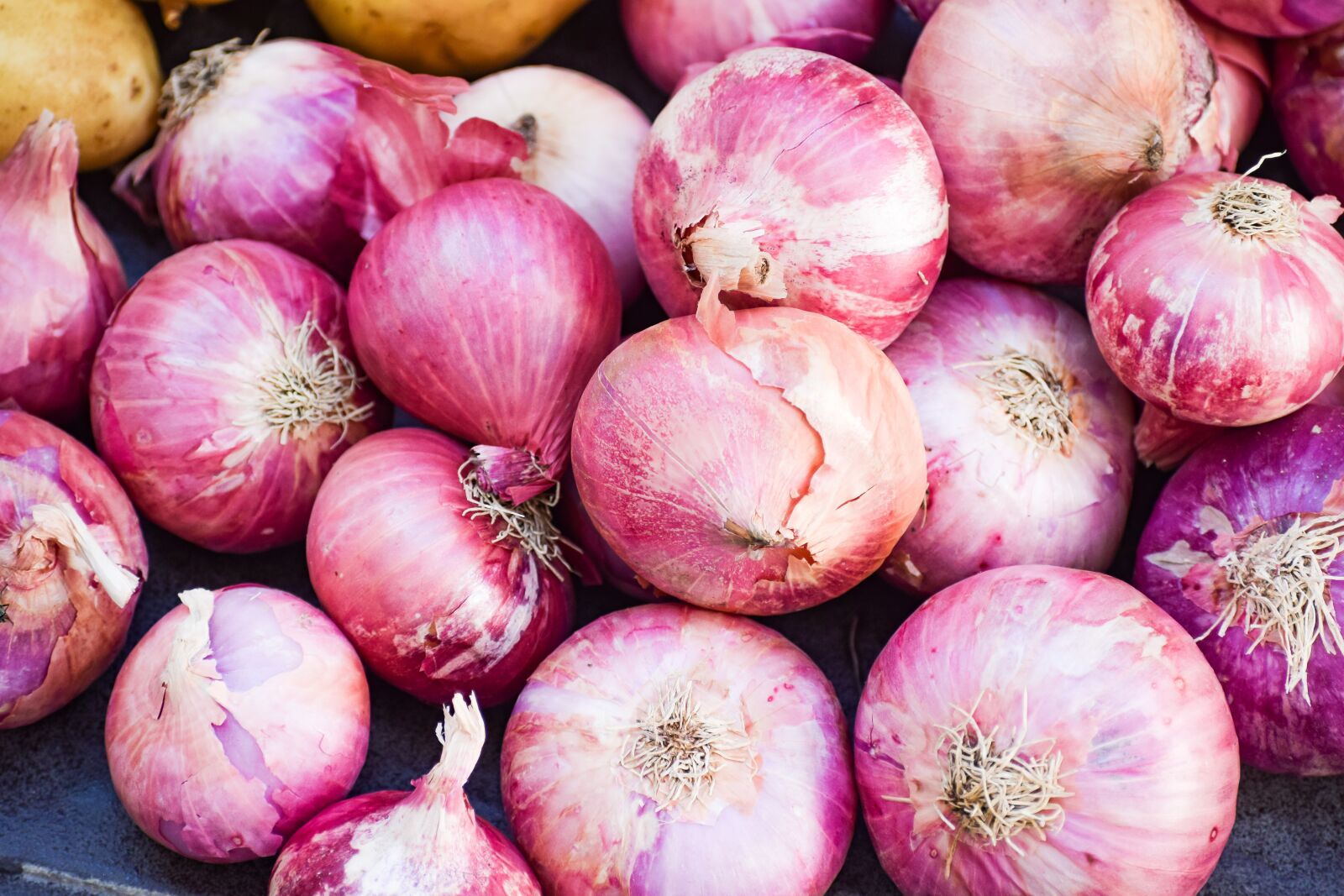 Nikon D3300 sample photo. Onion, vegetable, vegetables photography