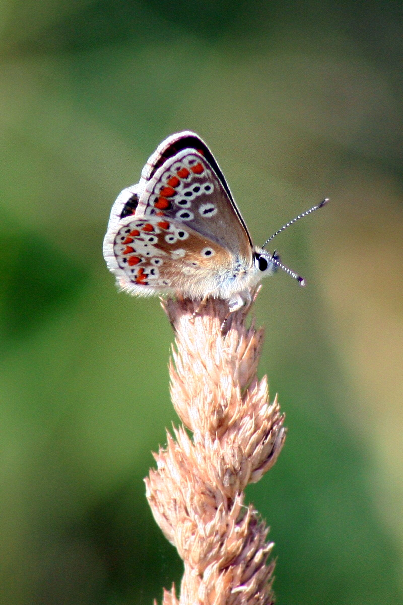 Canon EOS 350D (EOS Digital Rebel XT / EOS Kiss Digital N) sample photo. Butterfly, macro, insect photography