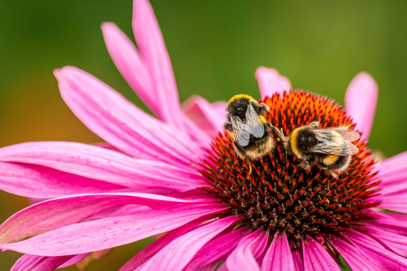 Nikon D7100 sample photo. Pollen, bee, nature, garden photography