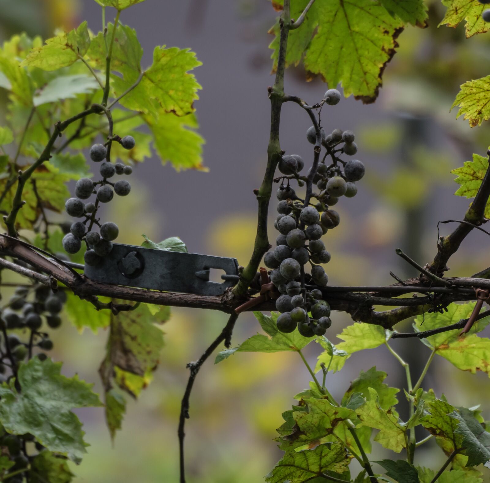 Pentax K-3 sample photo. Fruit, climber plant, wine photography