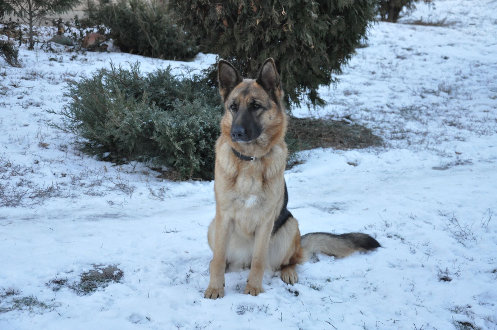 Nikon D90 sample photo. Dog, comfort, heat photography