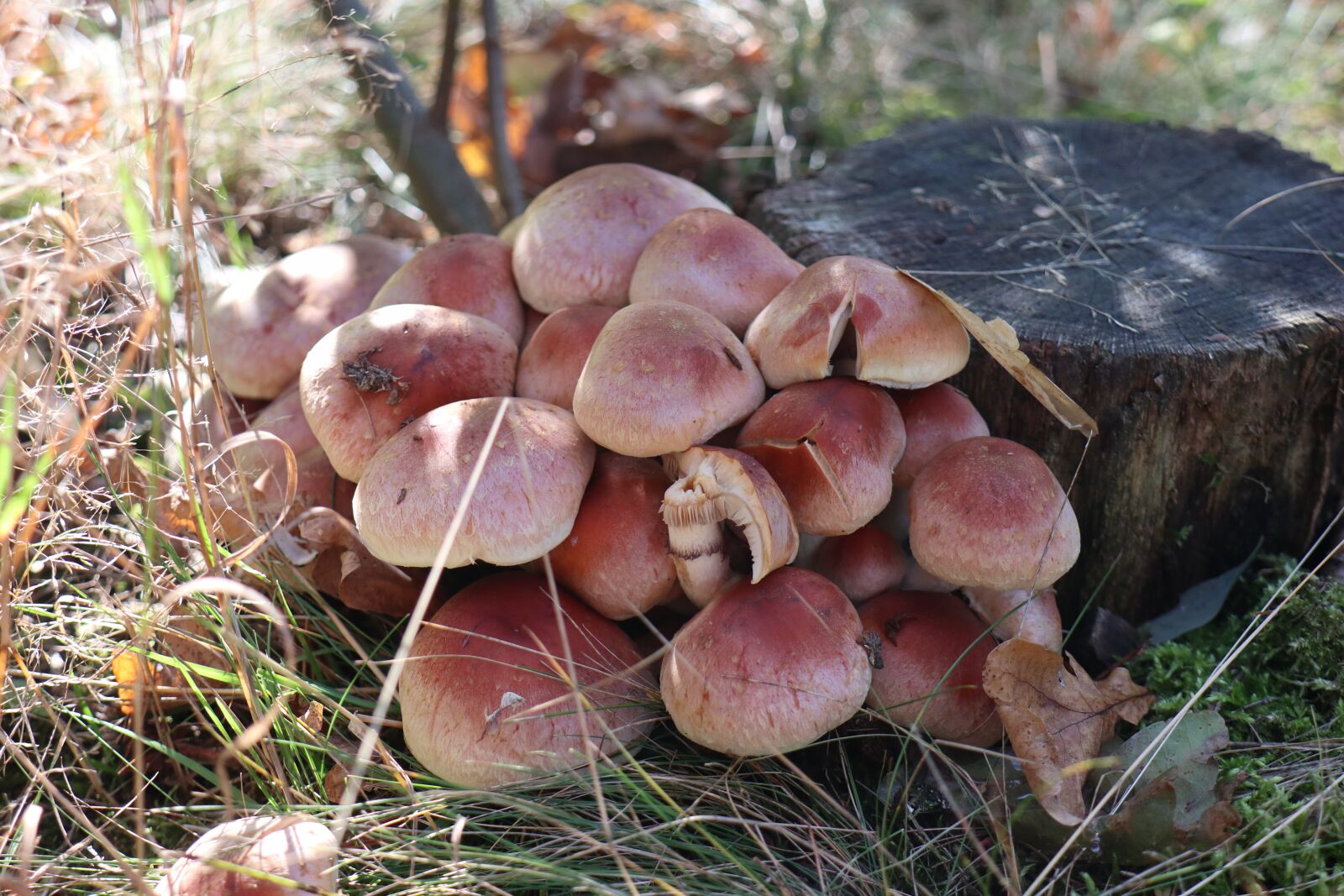Canon EOS M6 sample photo. October, mushrooms, season photography