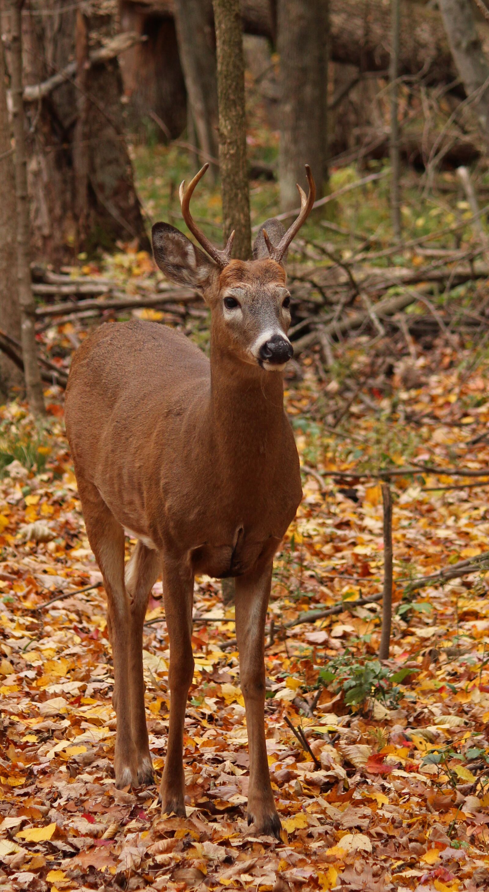 Canon EOS 650D (EOS Rebel T4i / EOS Kiss X6i) + Canon EF-S 55-250mm F4-5.6 IS II sample photo. Whitetail, deer, mammal photography