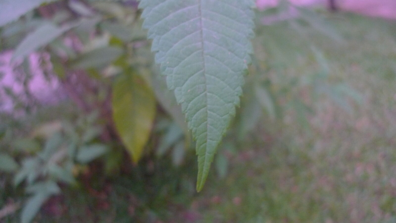 Panasonic Lumix DMC-LX3 sample photo. Dry, leaf, green, leaf photography