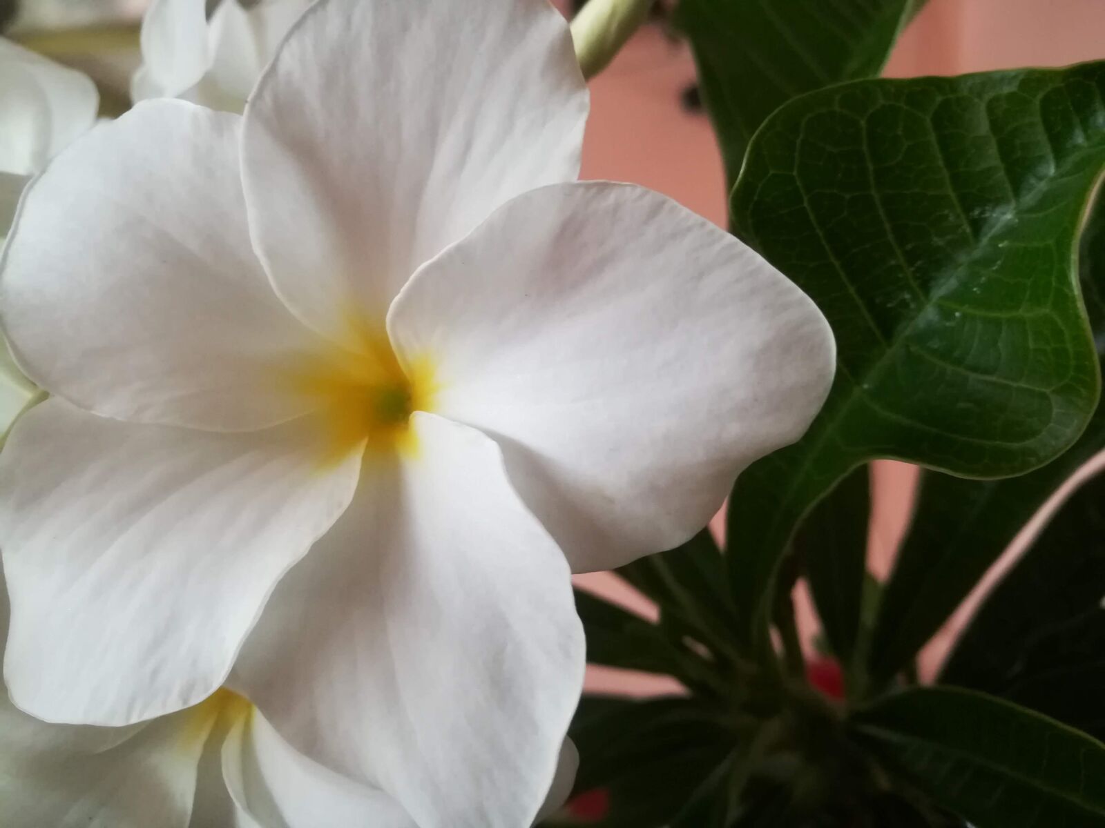 HUAWEI honor 6x sample photo. Flower, leaves, tropical photography