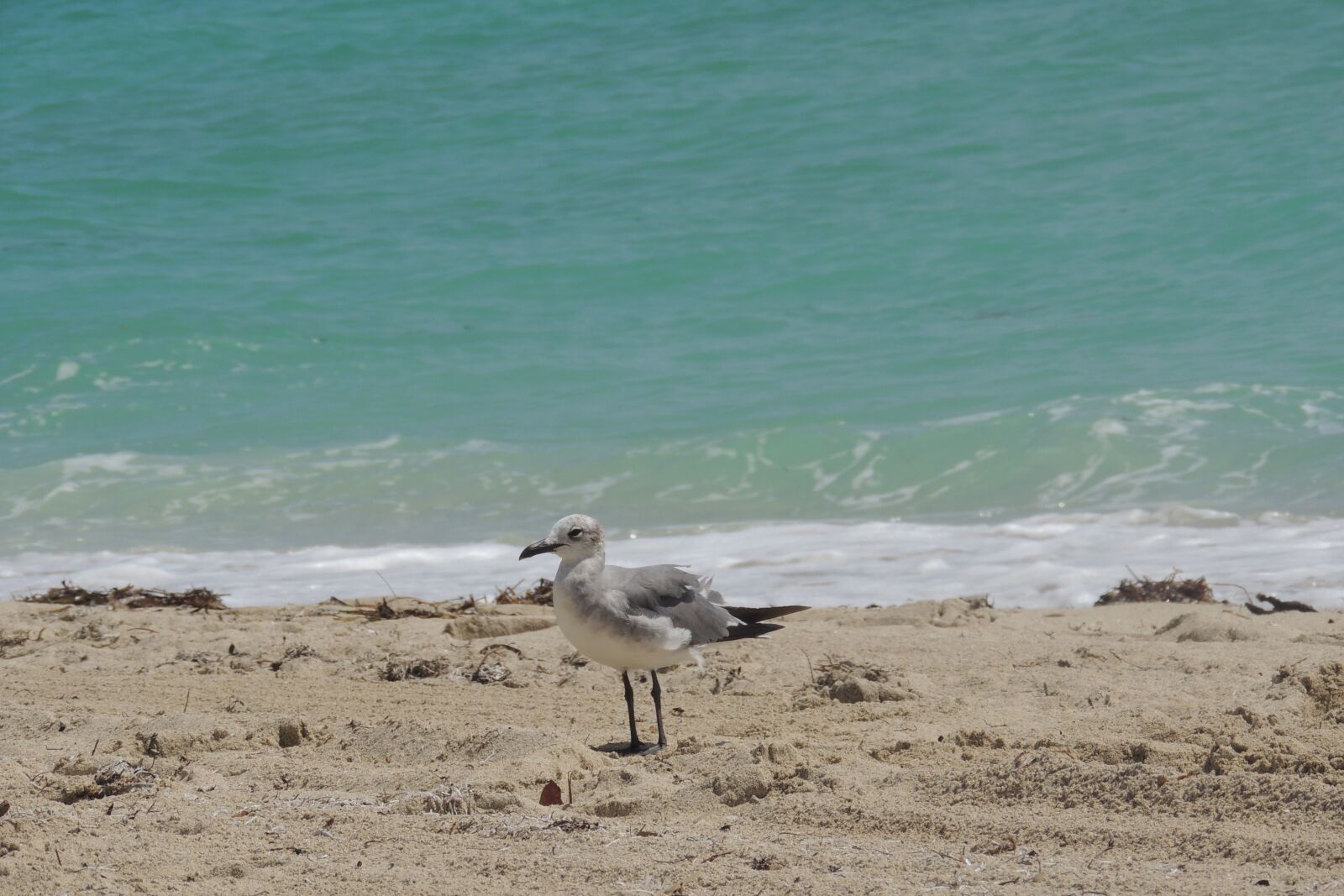 Nikon Coolpix P510 sample photo. Miami, beach, florida photography