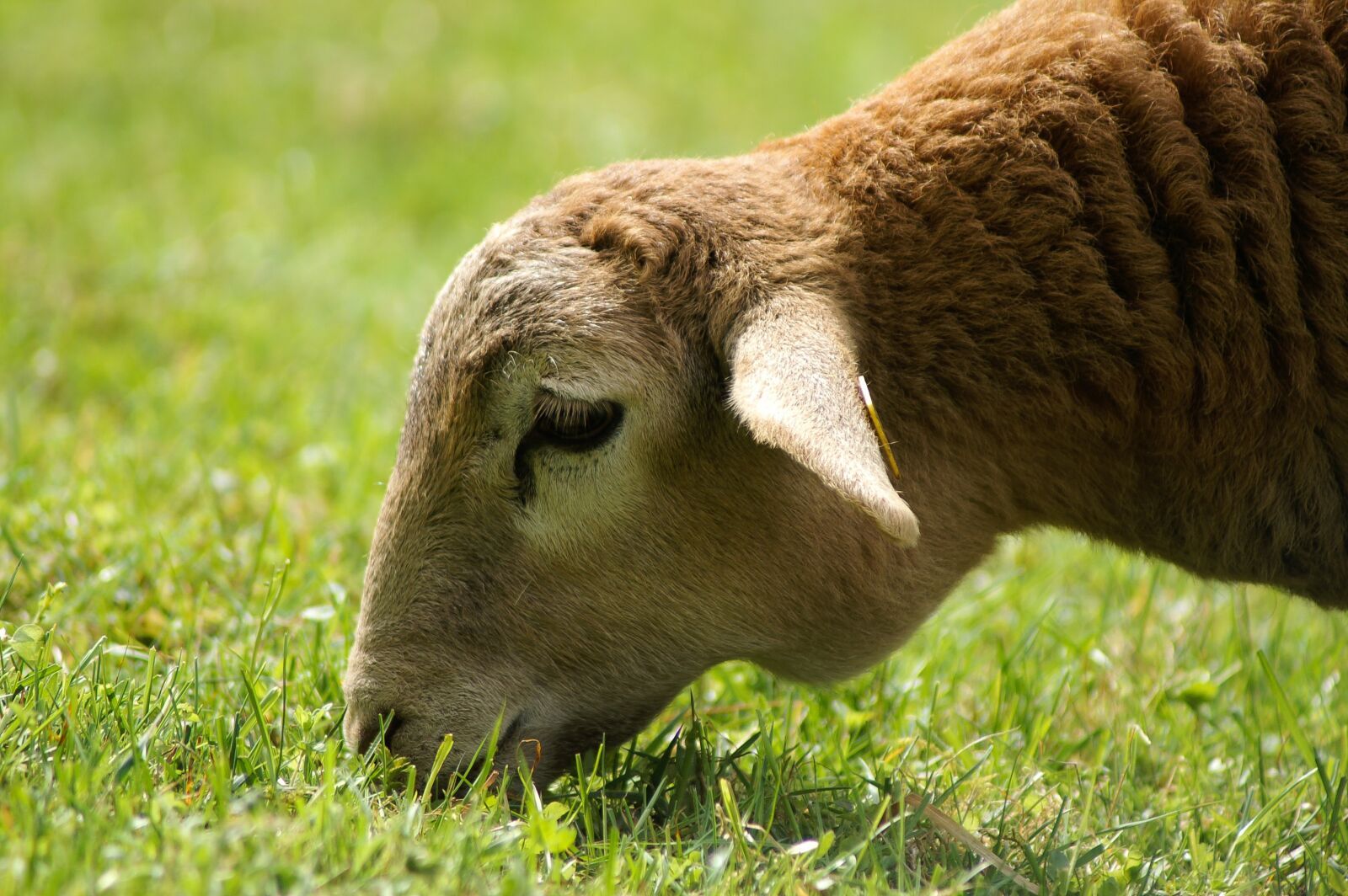 KONICA MINOLTA DYNAX 5D sample photo. Sheep, grass, green photography