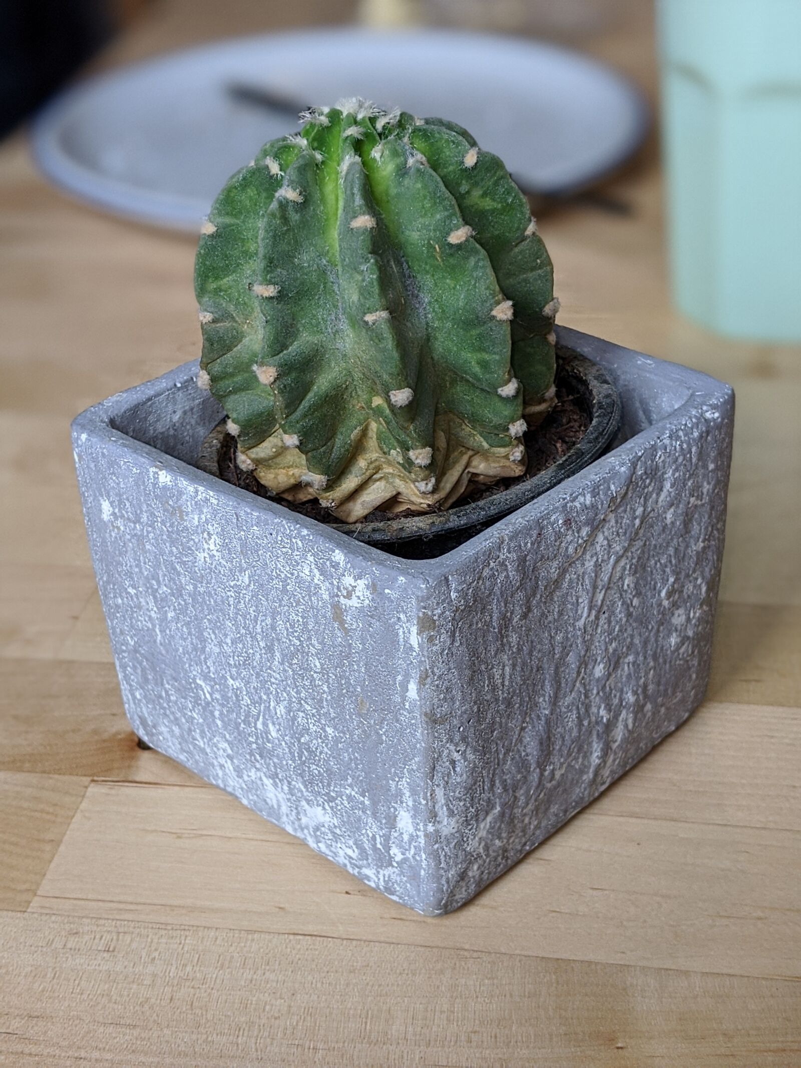 Google Pixel 3a sample photo. Cactus, breakfast, table photography