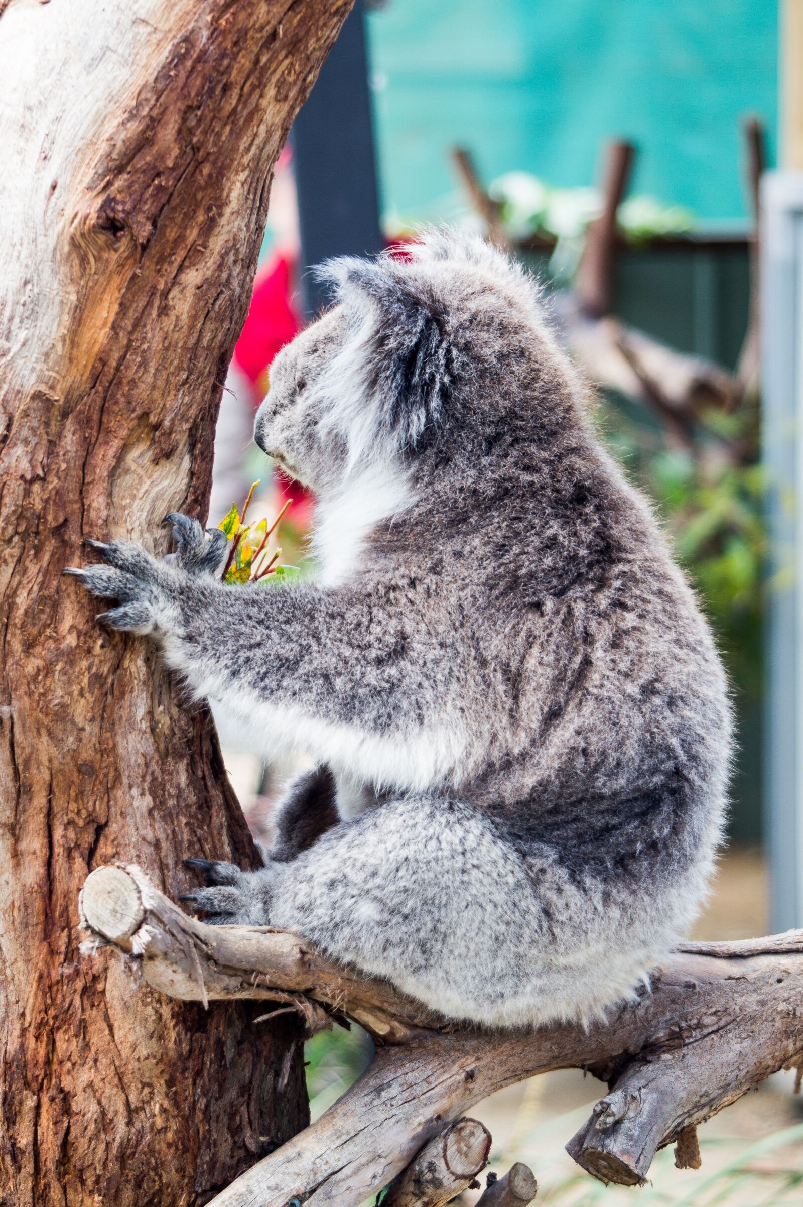 Sony SLT-A58 sample photo. Koala, animal, sanctuary photography
