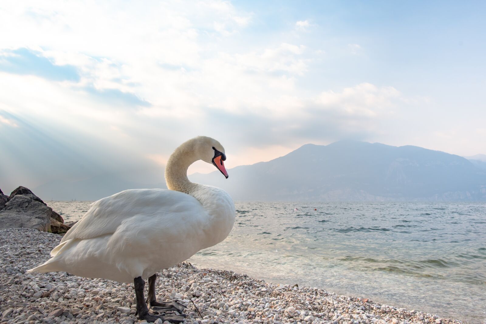 Nikon D750 sample photo. Swan, lake, nature photography