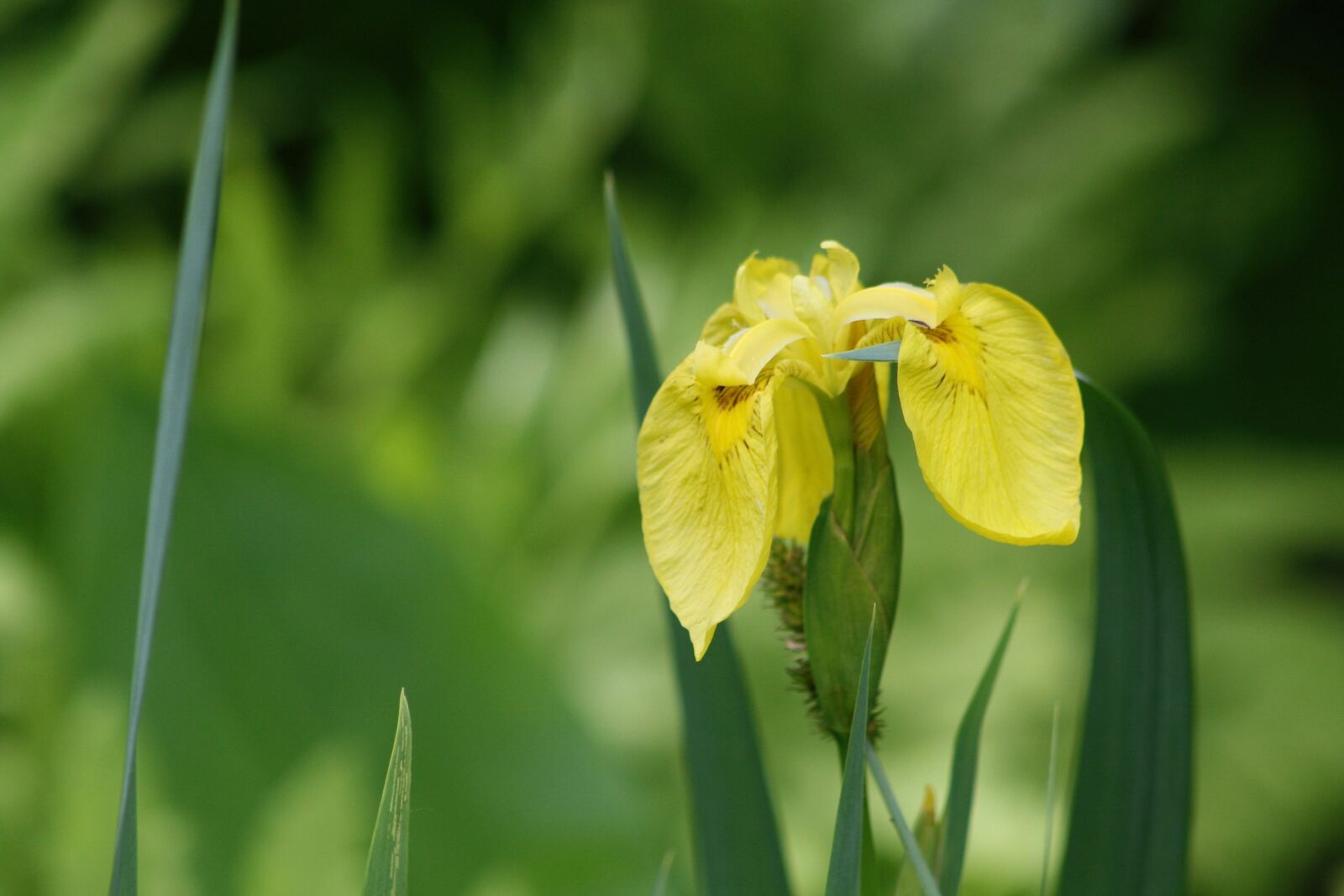 Canon EOS 400D (EOS Digital Rebel XTi / EOS Kiss Digital X) sample photo. Lily, swamp iris, water-the photography