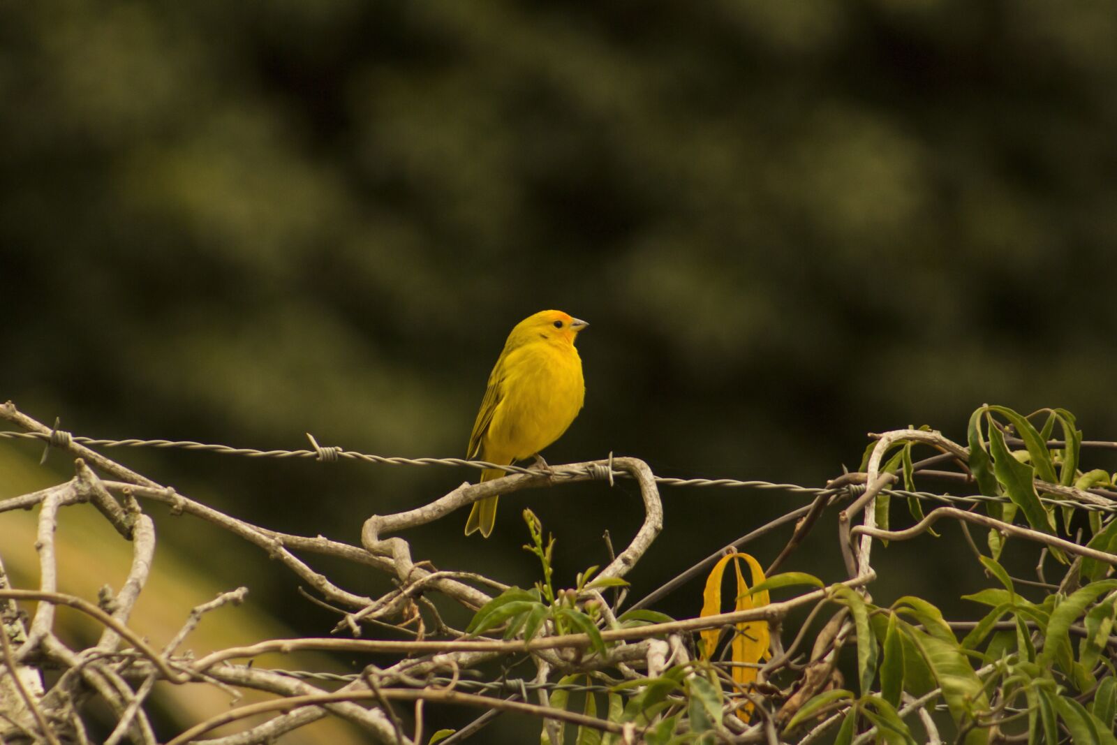 Canon EOS 1200D (EOS Rebel T5 / EOS Kiss X70 / EOS Hi) + Canon EF75-300mm f/4-5.6 sample photo. Birds, canary, nature photography