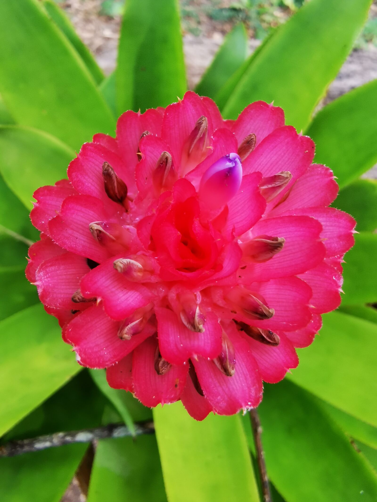HUAWEI P30 Pro sample photo. Flower, pink, flowering photography
