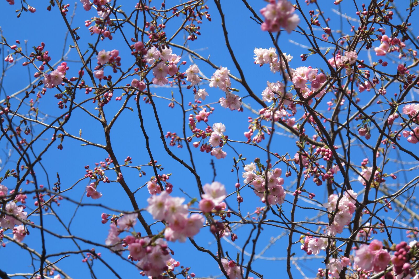 Canon PowerShot G12 sample photo. Spring, pink, sky photography