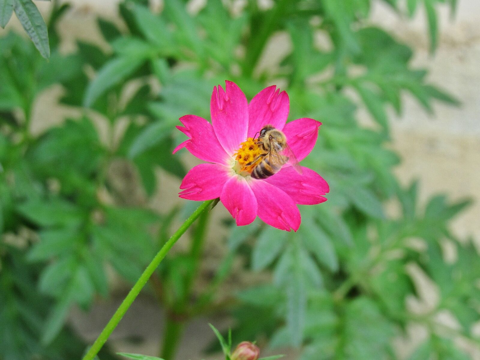 Canon PowerShot SX530 HS sample photo. Nature, flower, bee photography