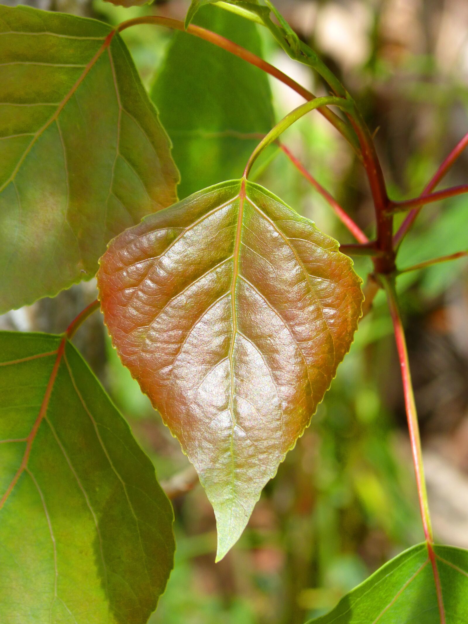 Panasonic DMC-FZ62 sample photo. Poplar, leaf, outbreak photography