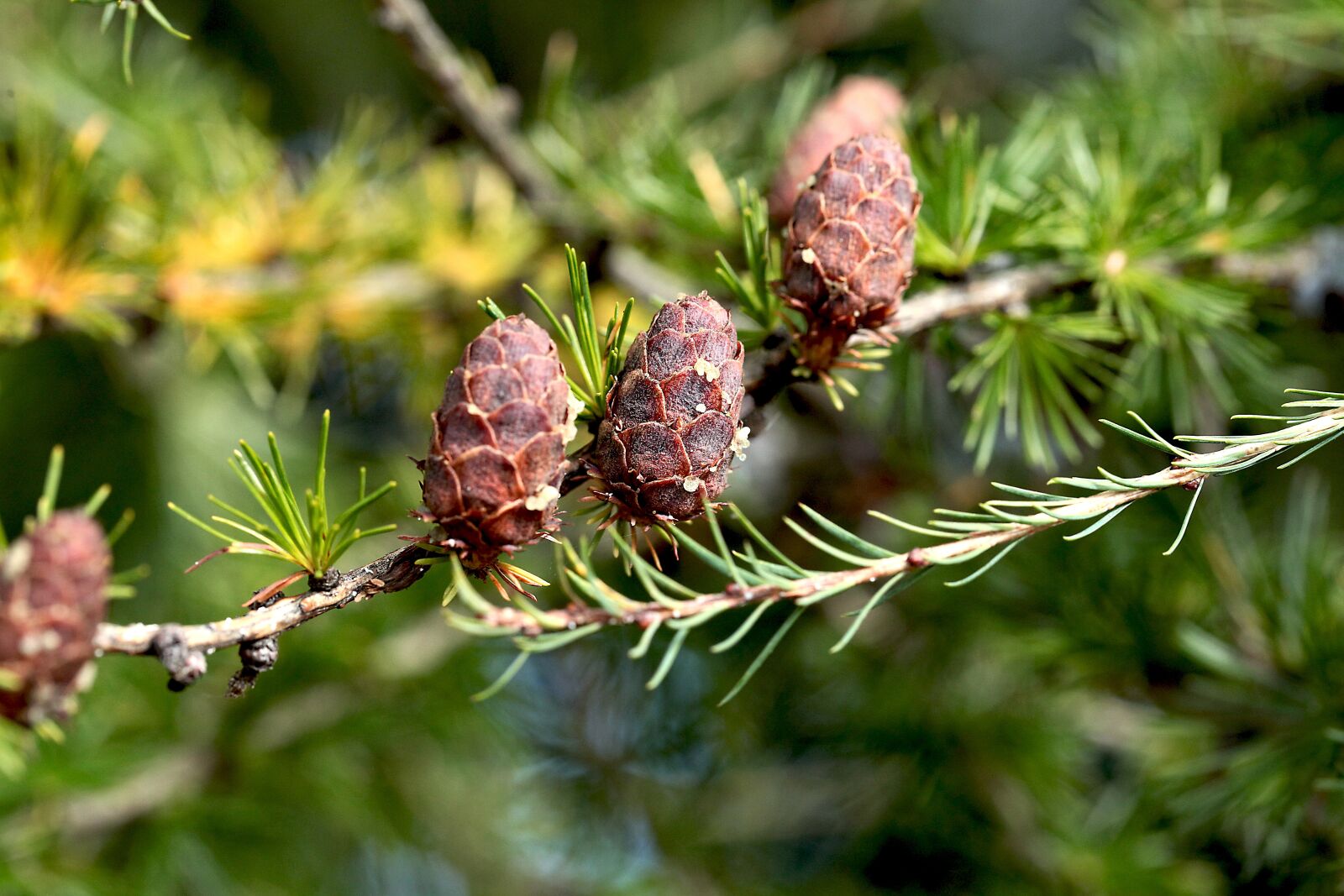 Canon EOS 5D Mark II sample photo. Pine cone, larch, pins photography