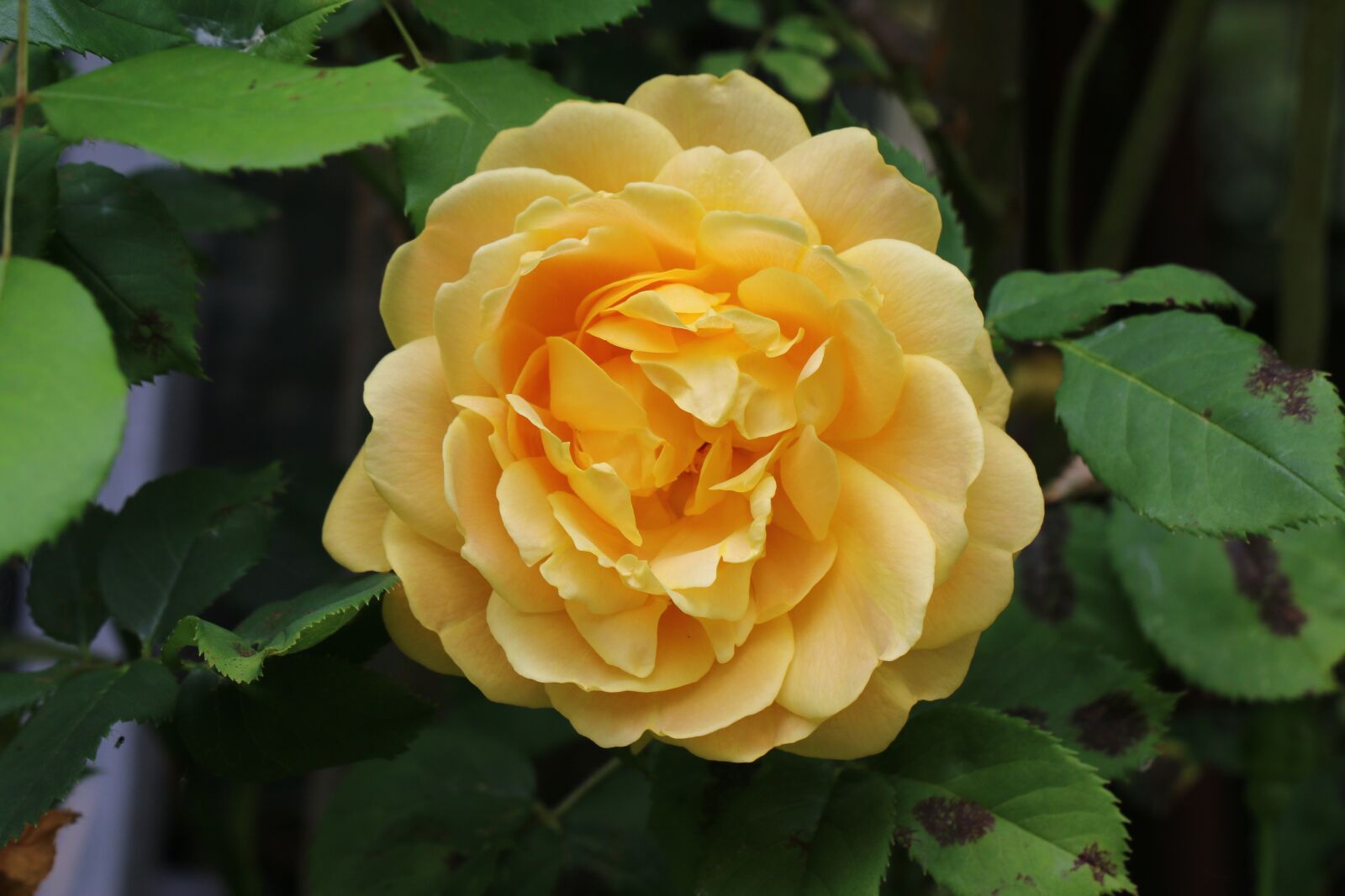 Canon EOS 70D sample photo. English rose, yellow, flower photography