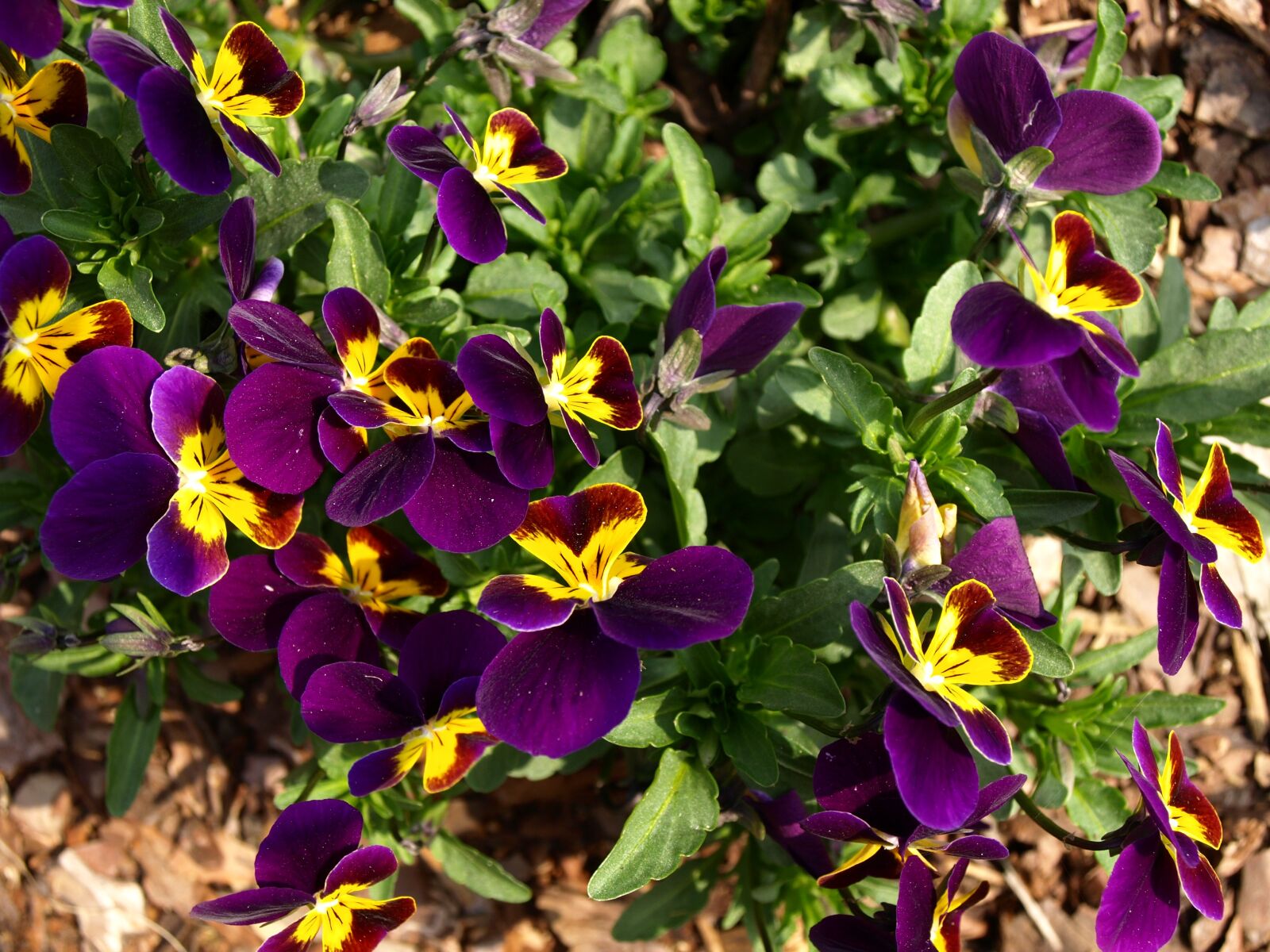 Olympus E-410 (EVOLT E-410) sample photo. Flowers, pansies, spring photography