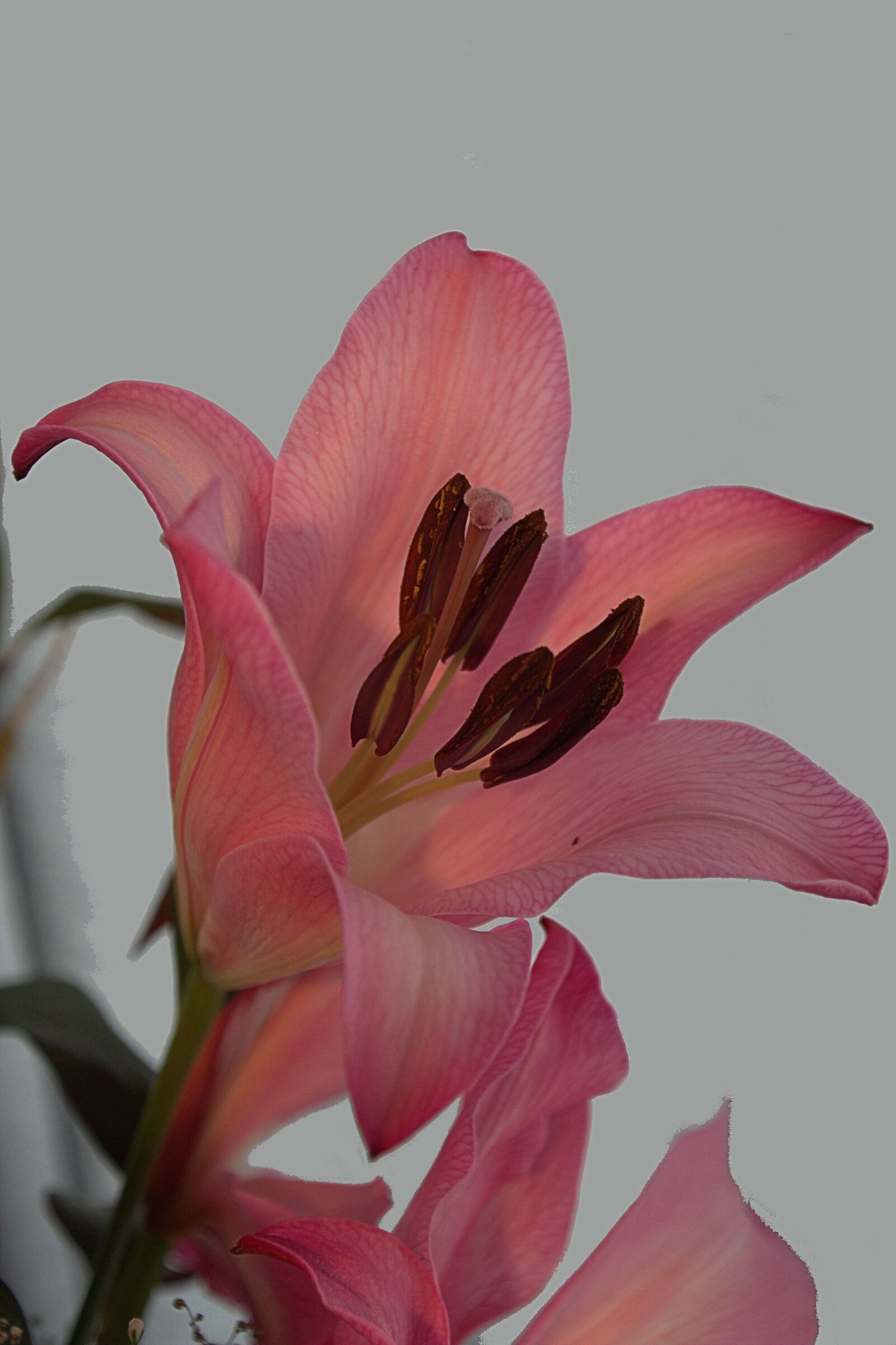 Nikon D5200 sample photo. Lily, flowers, pink photography