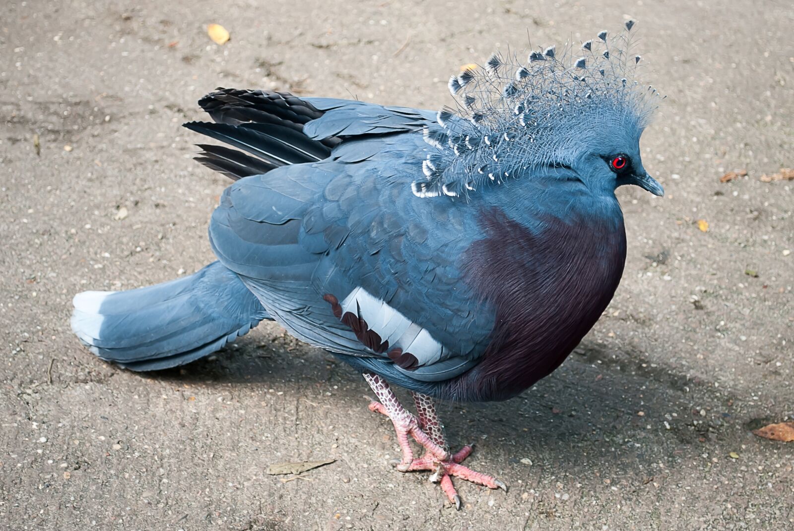 Nikon D3000 sample photo. Bird, fan-deaf, victoria crown photography